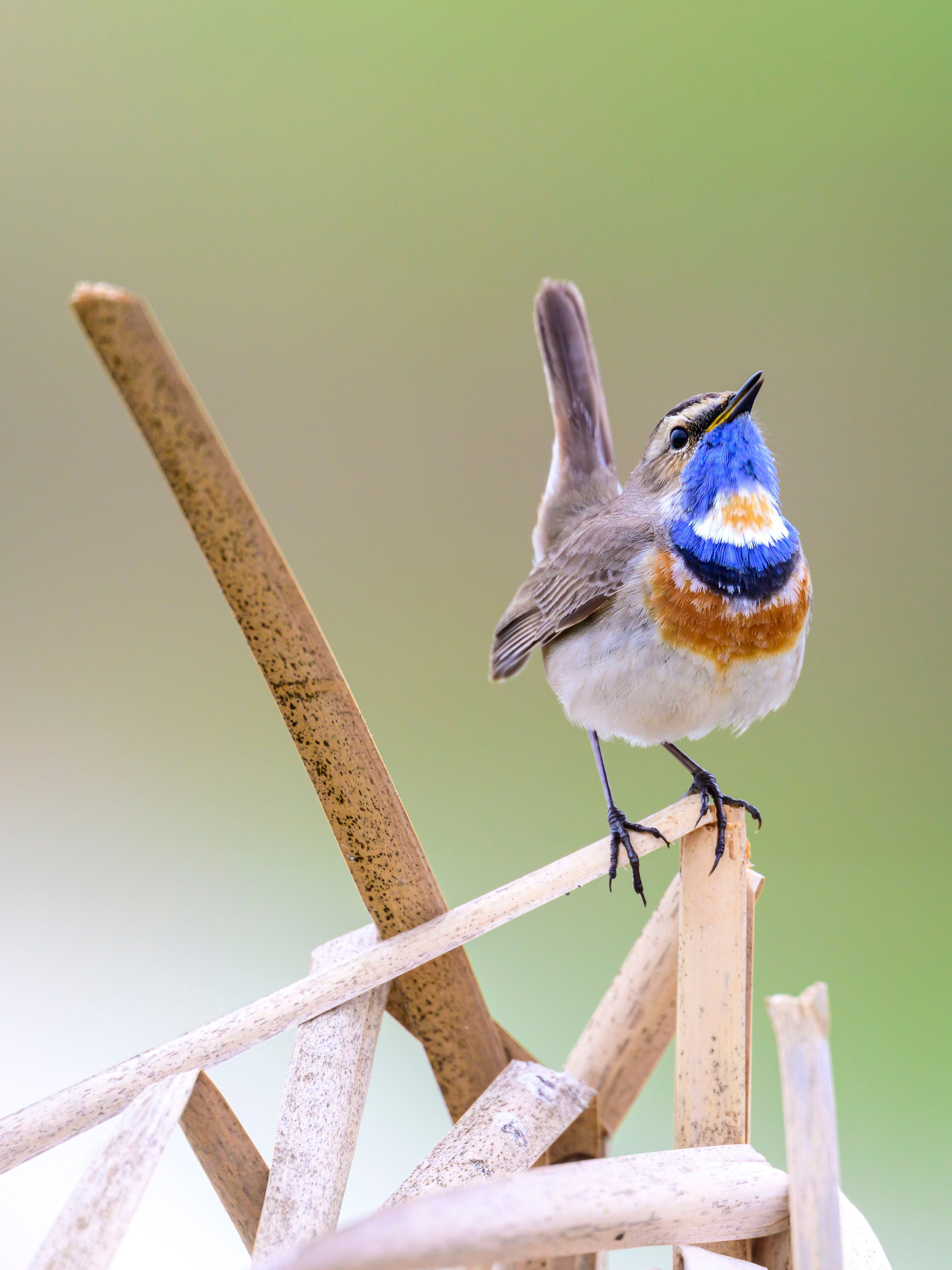 Варакушка. Фотограф Сергей Пупонин