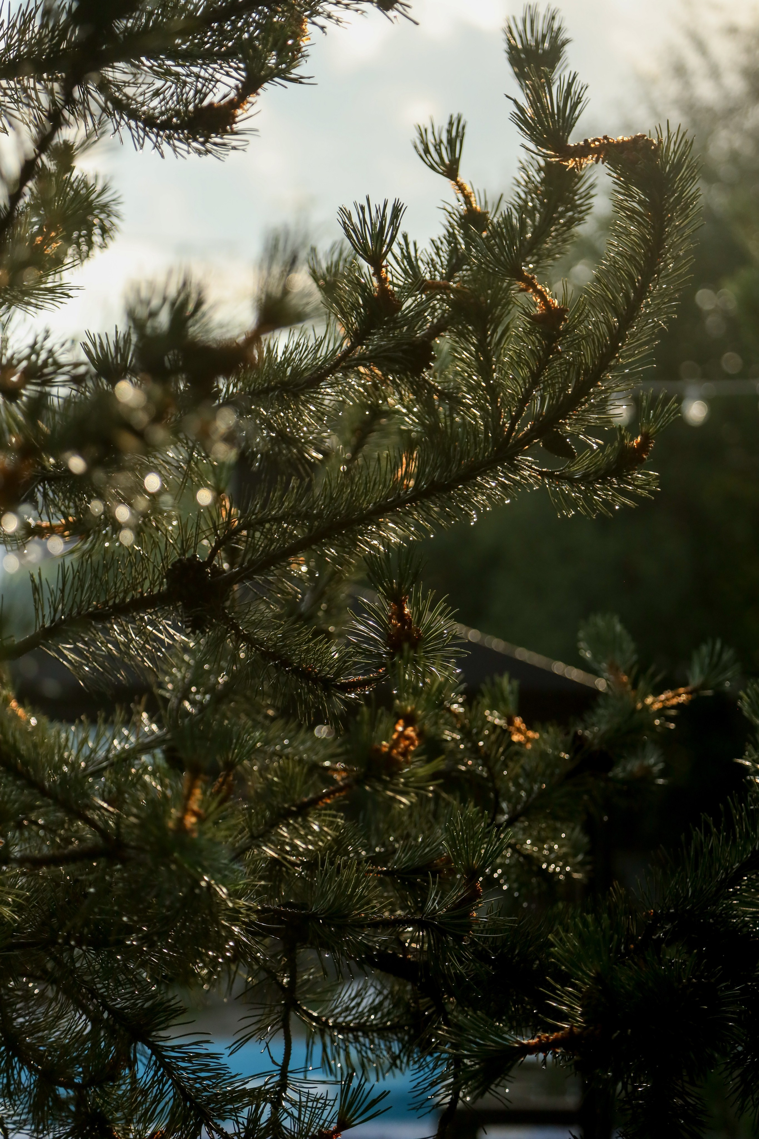 DIS регата2024. Фотограф Антон Чупринин