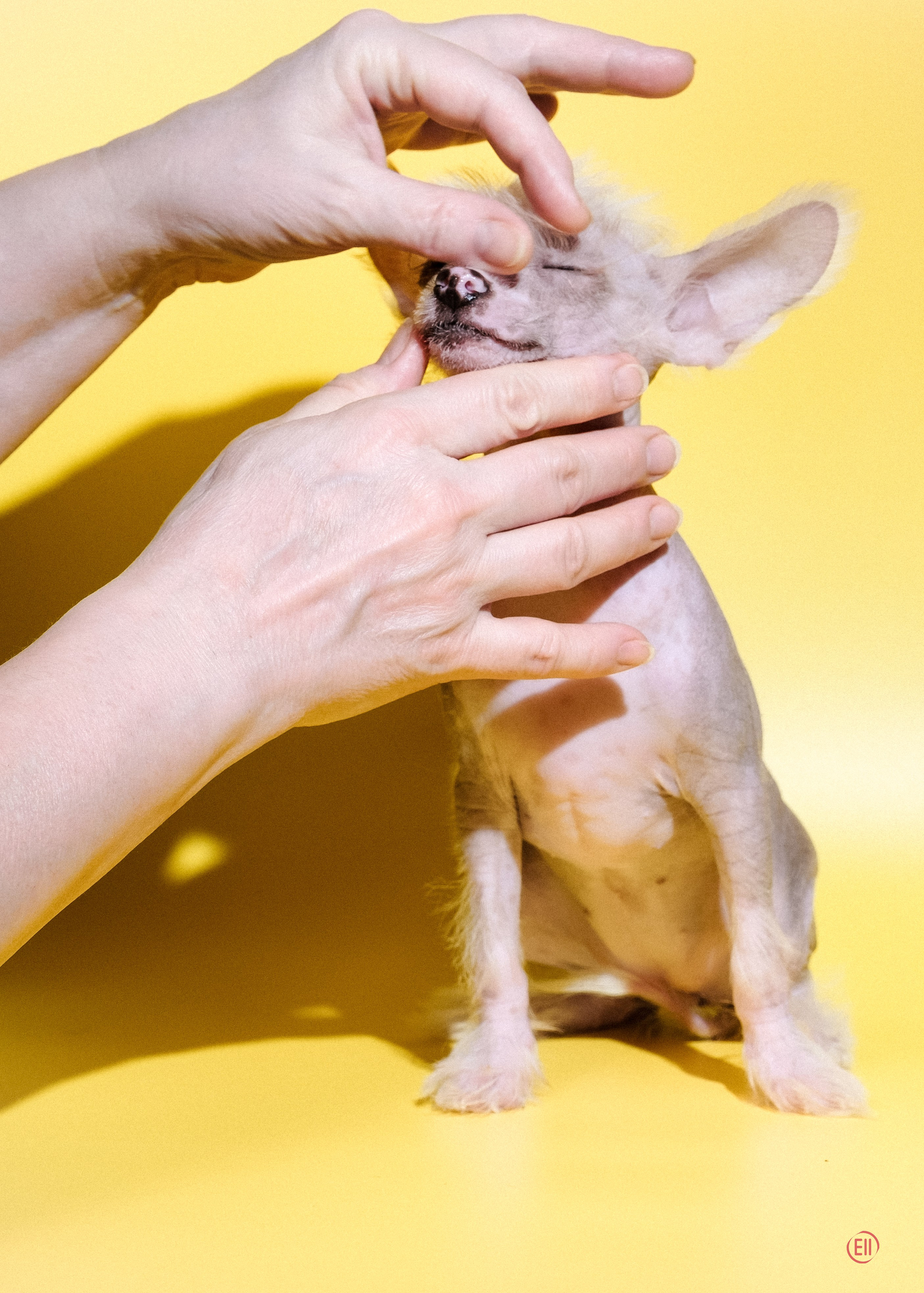 04.01.2026 Жёлтая фотосессия. Фотограф в Москве