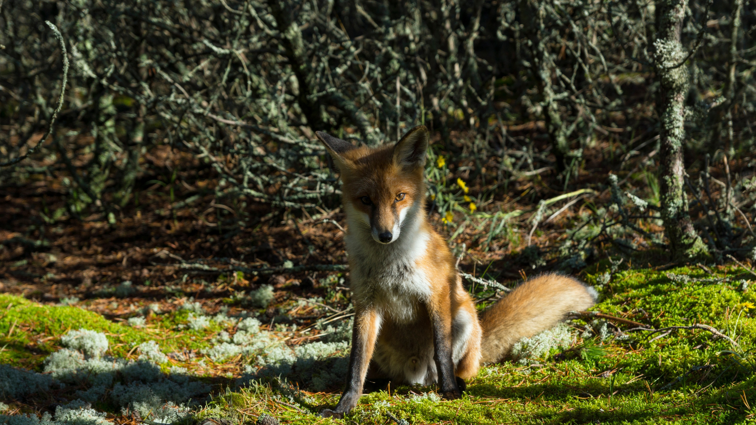 Куршская коса. Фотограф-путешественник Самойлов Максим «Sly Fox»