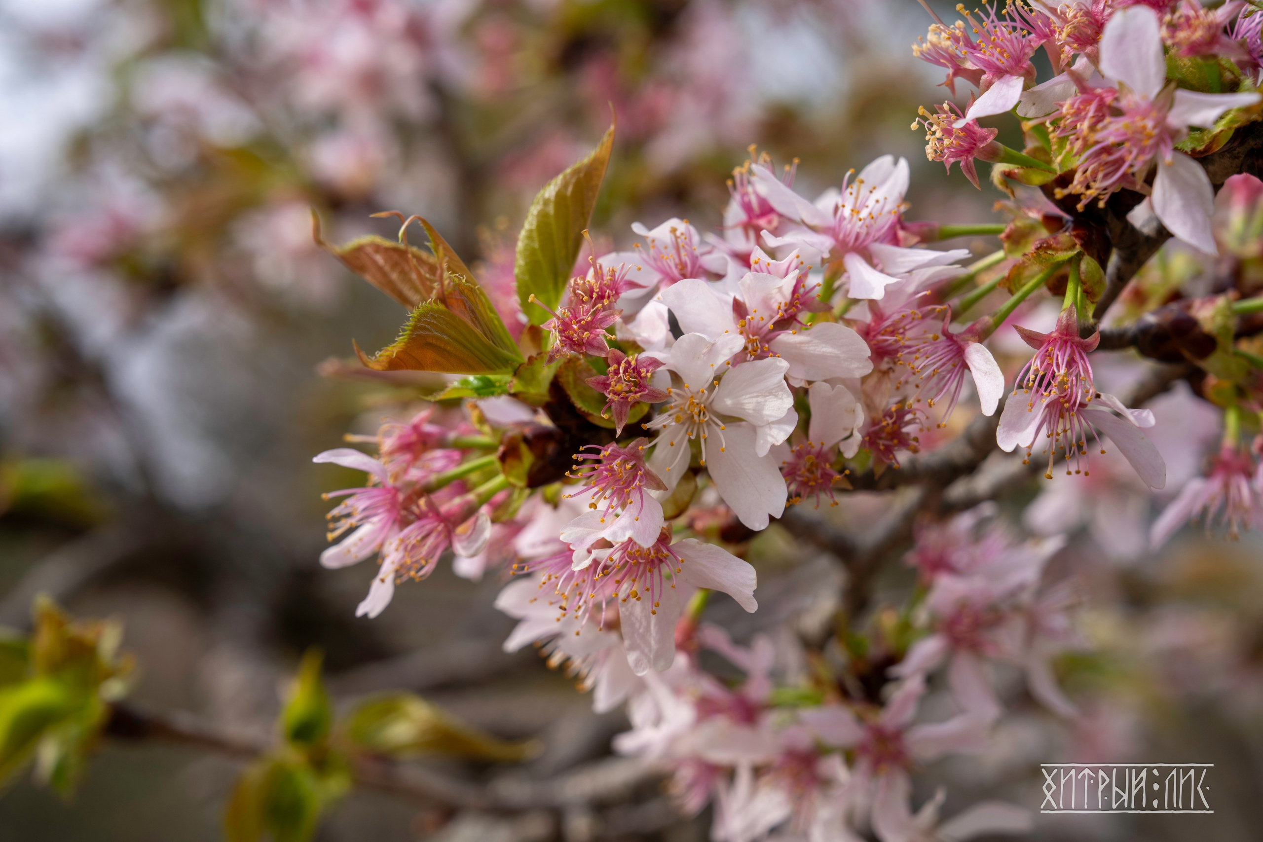 Южная Корея. Фотограф-путешественник Самойлов Максим «Sly Fox»
