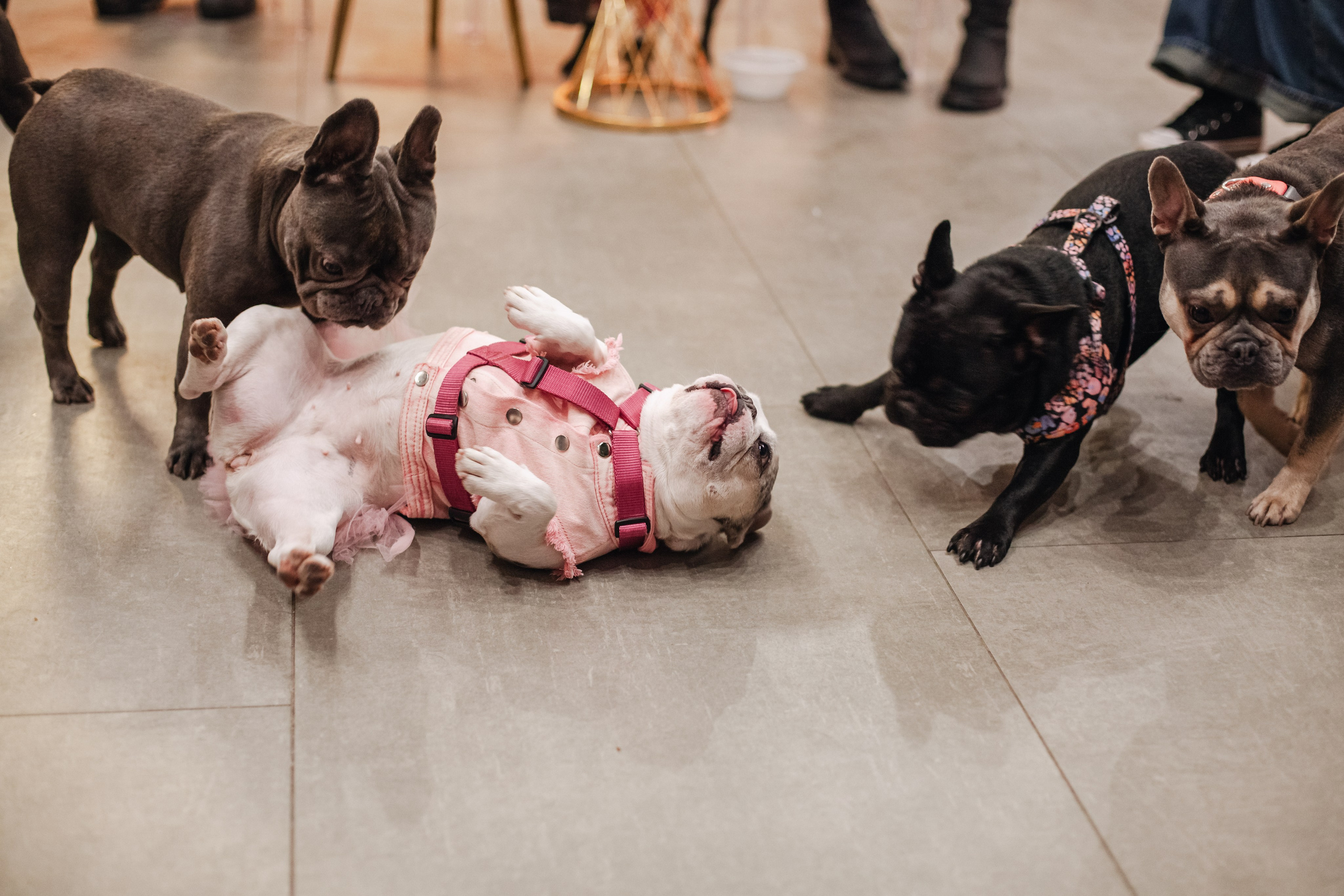 Бульёлка 2024. Фотограф-анималист Татьяна Степанова