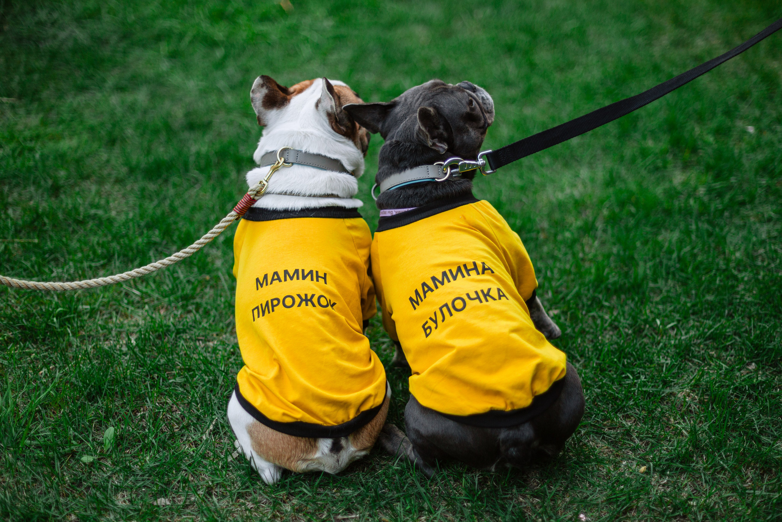 Бульбалл 23.04.2023. Фотограф-анималист Татьяна Степанова