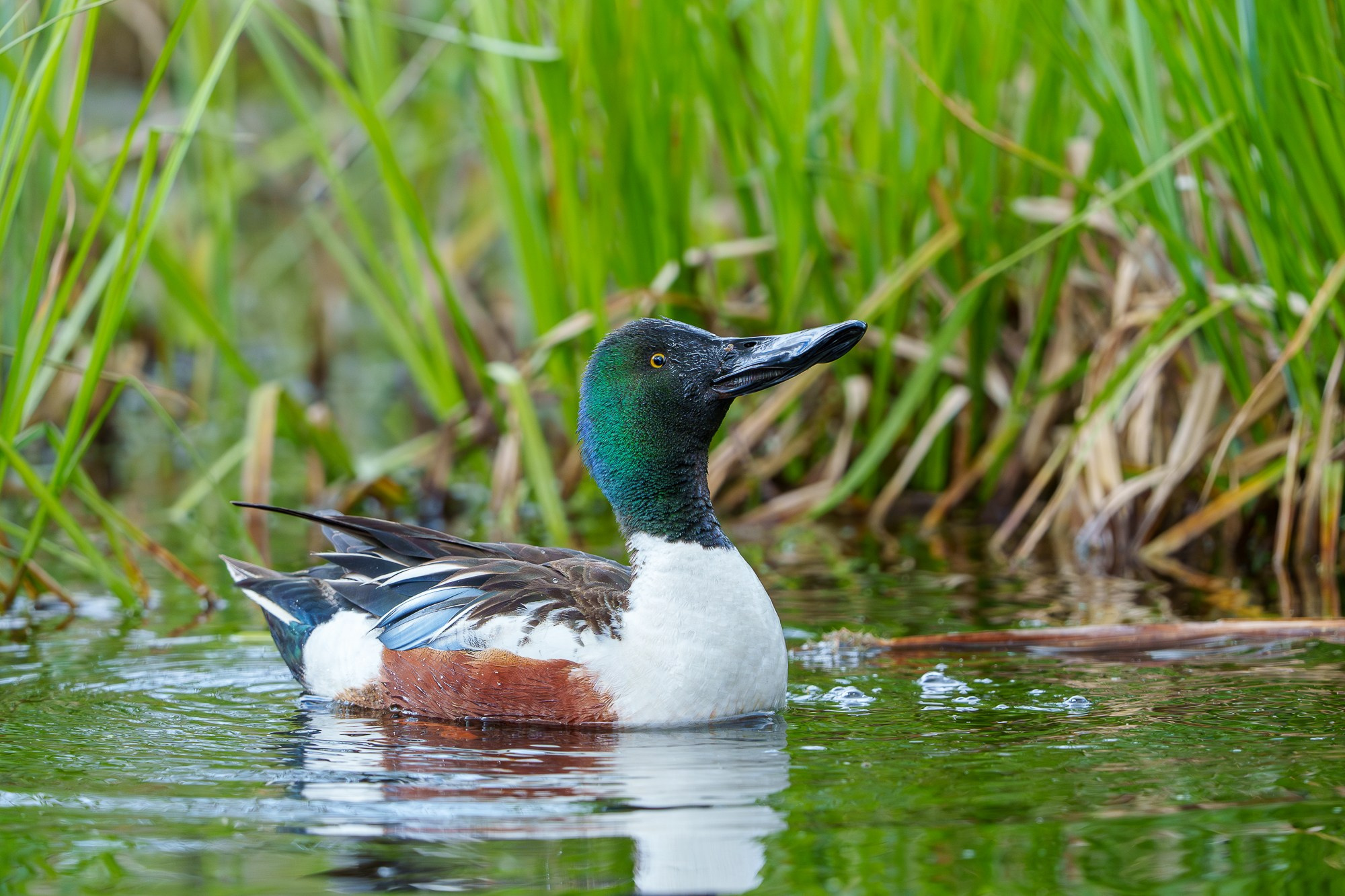 Удивительные мир птиц. Вокруг нас столько прекрасного — присмотритесь!. Ваш личный фотограф Марина Волкова