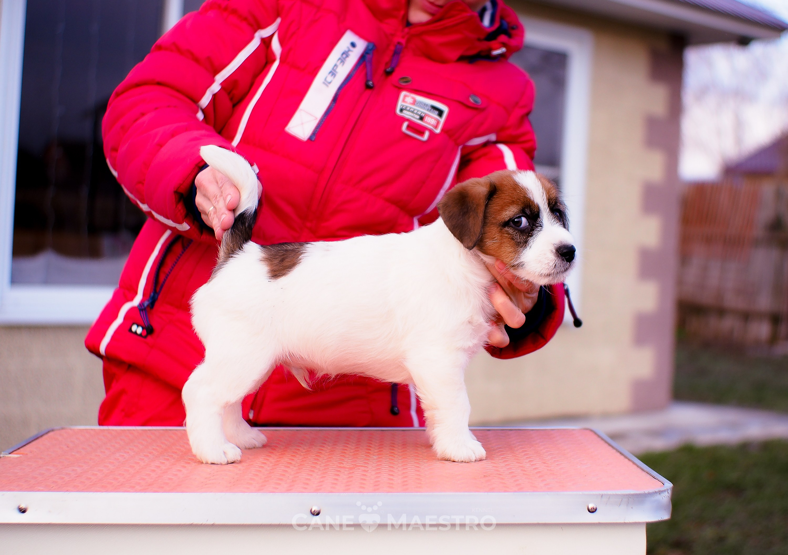 Мальчик 2. Кобель бело-рыжий. Джек рассел терьер щенок. КАНЕ МАЭСТРО — питомник Джек рассел терьеров