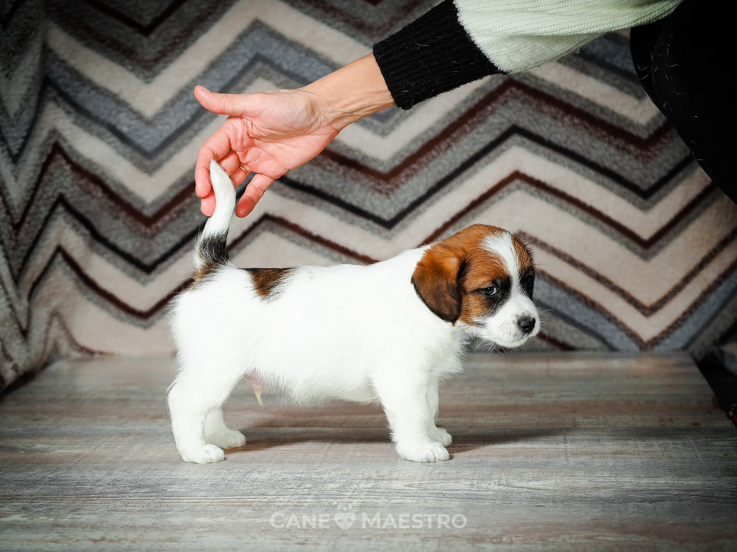 Мальчик 2. Кобель бело-рыжий. Джек рассел терьер щенок. КАНЕ МАЭСТРО — питомник Джек рассел терьеров