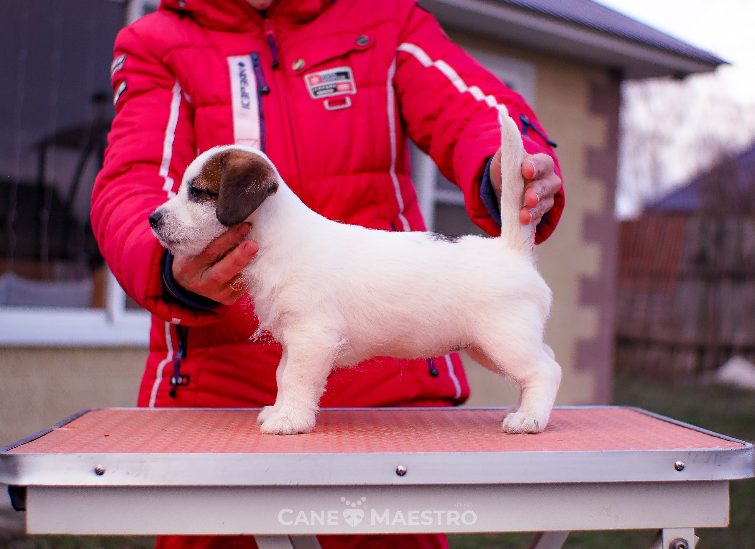 3_Девочка_СНЕЖНАЯ_Ц. CANE MAESTRO — kennel Jack Russell Terrier