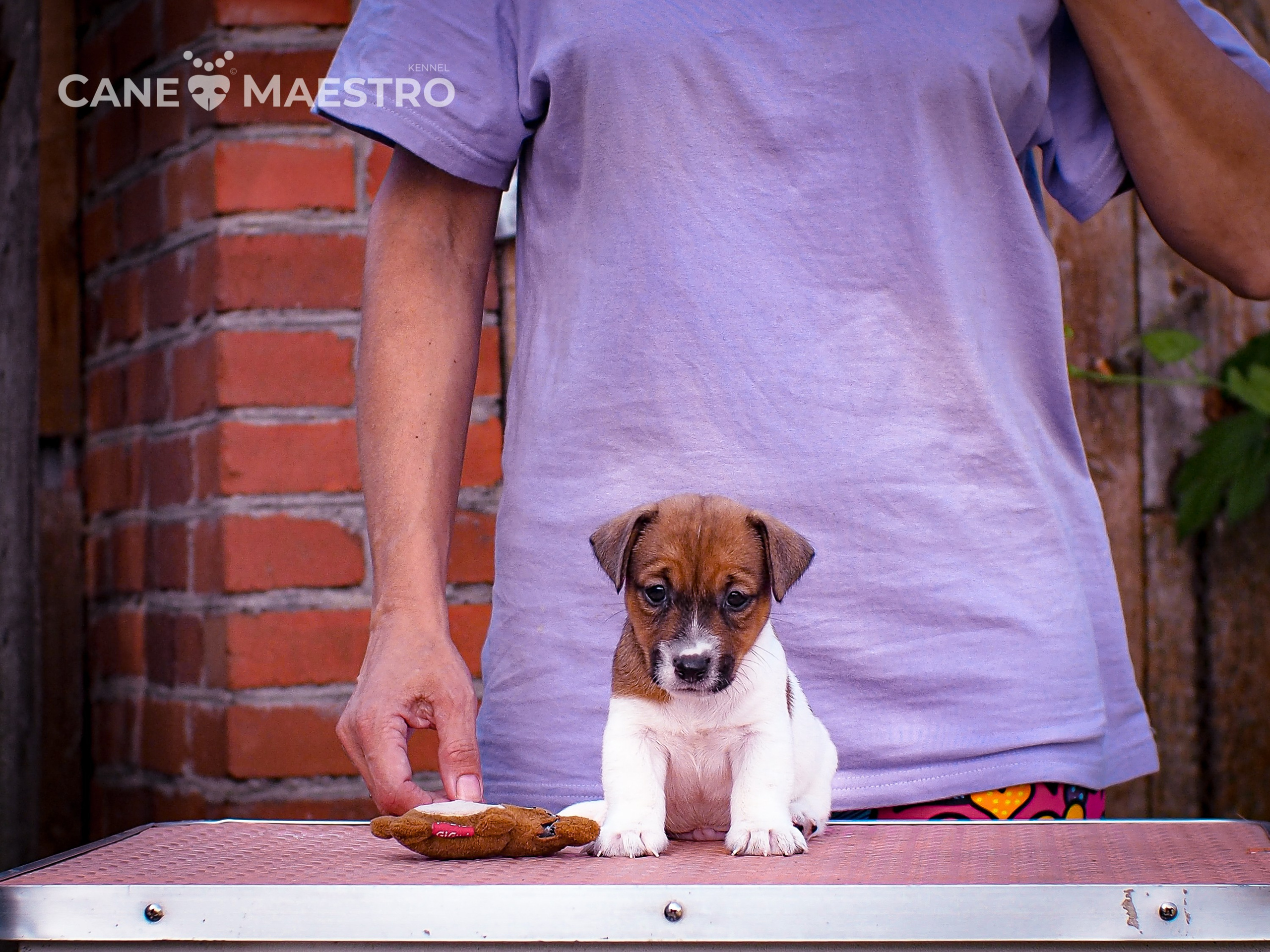 ЭЛВИН_КОБЕЛЬ. CANE MAESTRO — kennel Jack Russell Terrier