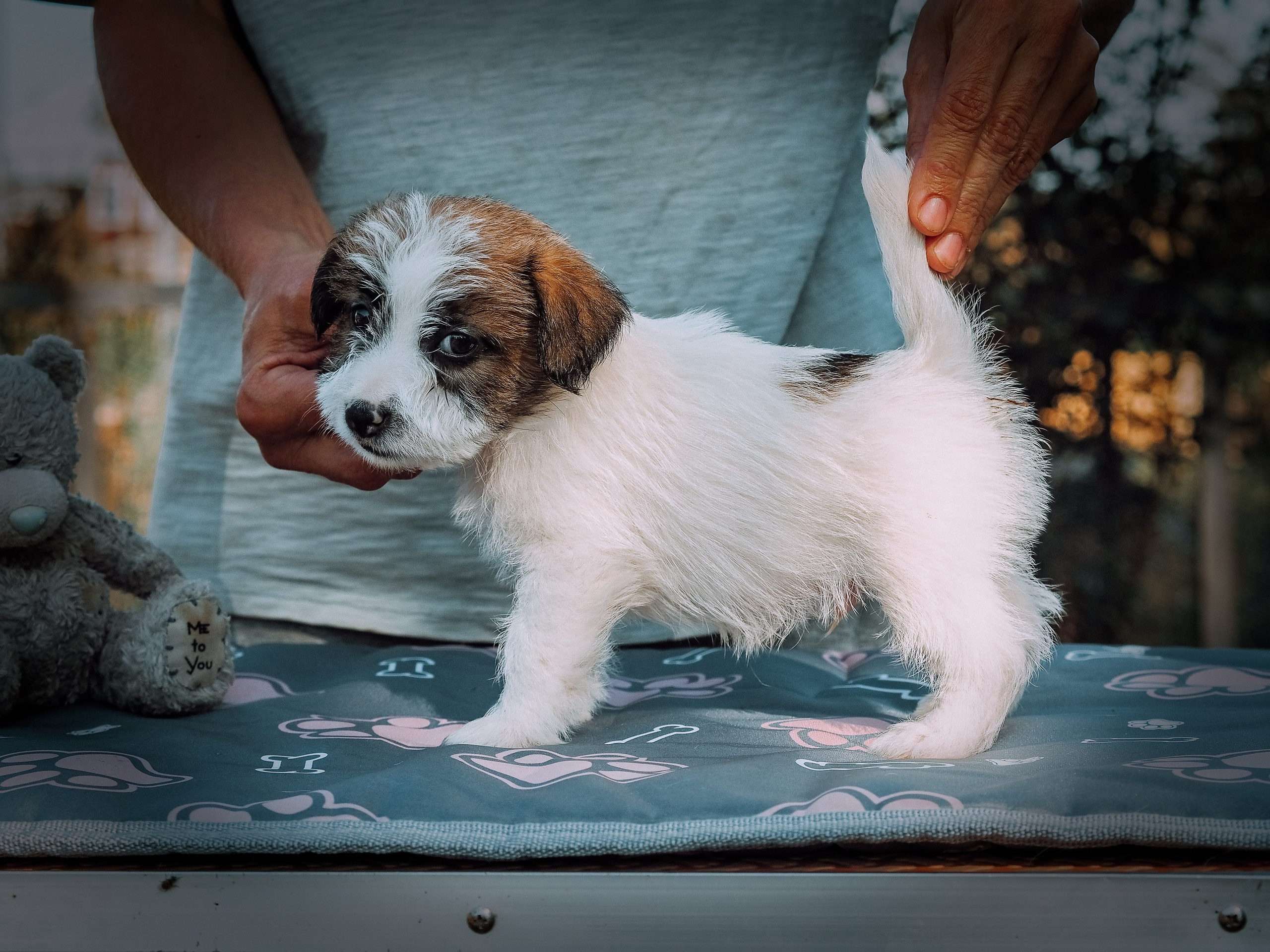 Щенок кобель ДРТ. КАНЕ МАЭСТРО — питомник Джек рассел терьеров