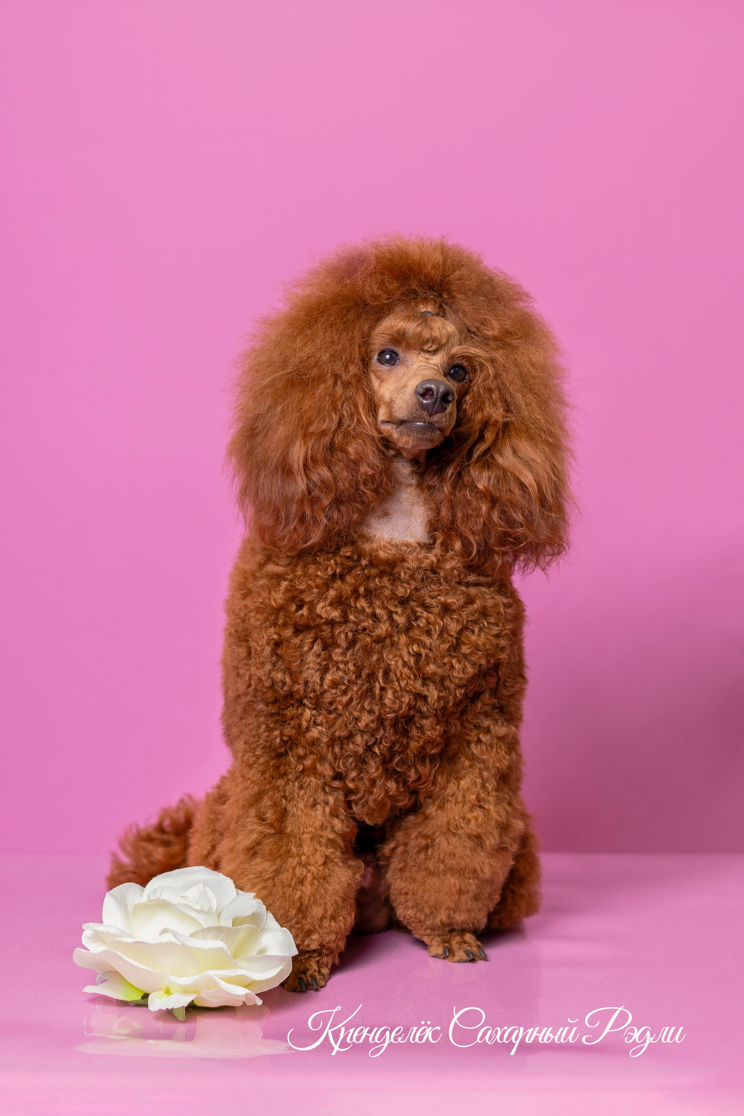 Кренделек сахарный Редли. Фотограф 📸 семейный, предметный, репортажный