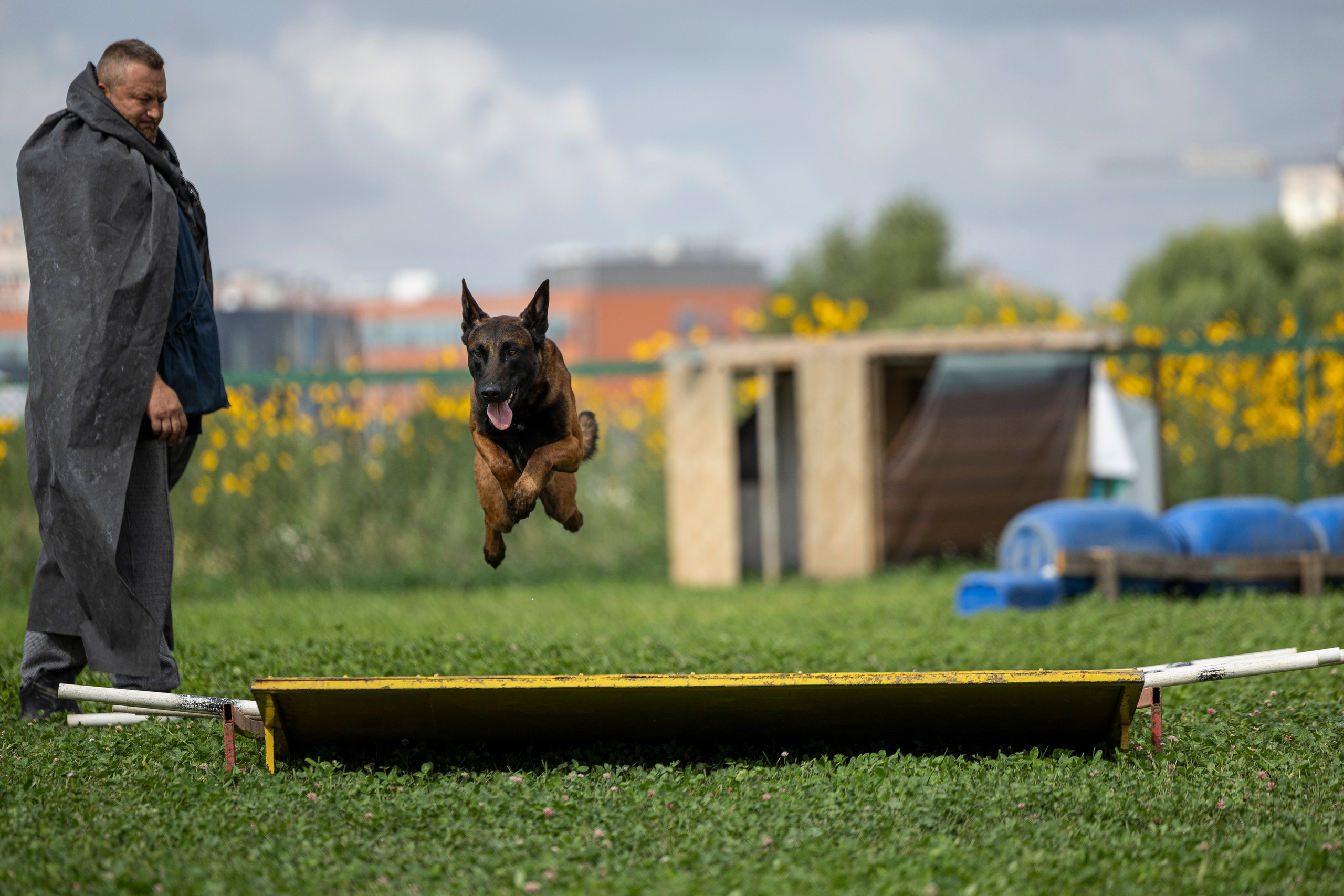 Соревнования по Мондьорингу г. Вологда 10-11.08.2024. Фотограф-анималист Анна Маринич