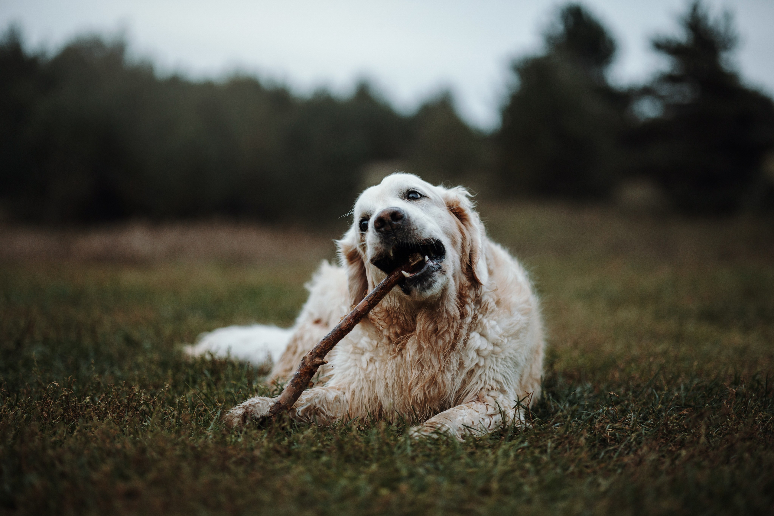 Света и Том. Фотограф — Анималист | Санкт-Петербург