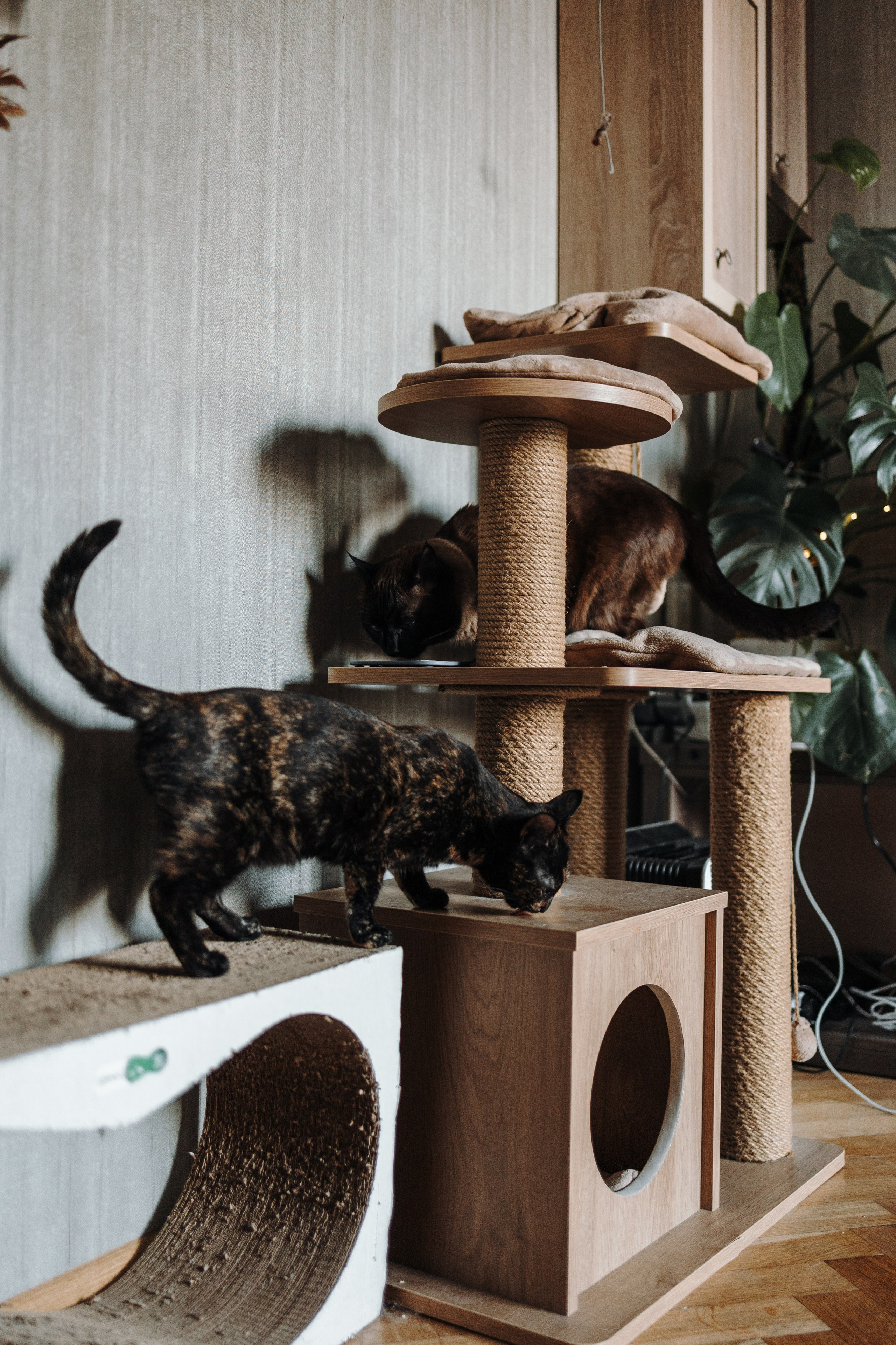 Саша и ее хвосты. Фотограф — Анималист | Санкт-Петербург