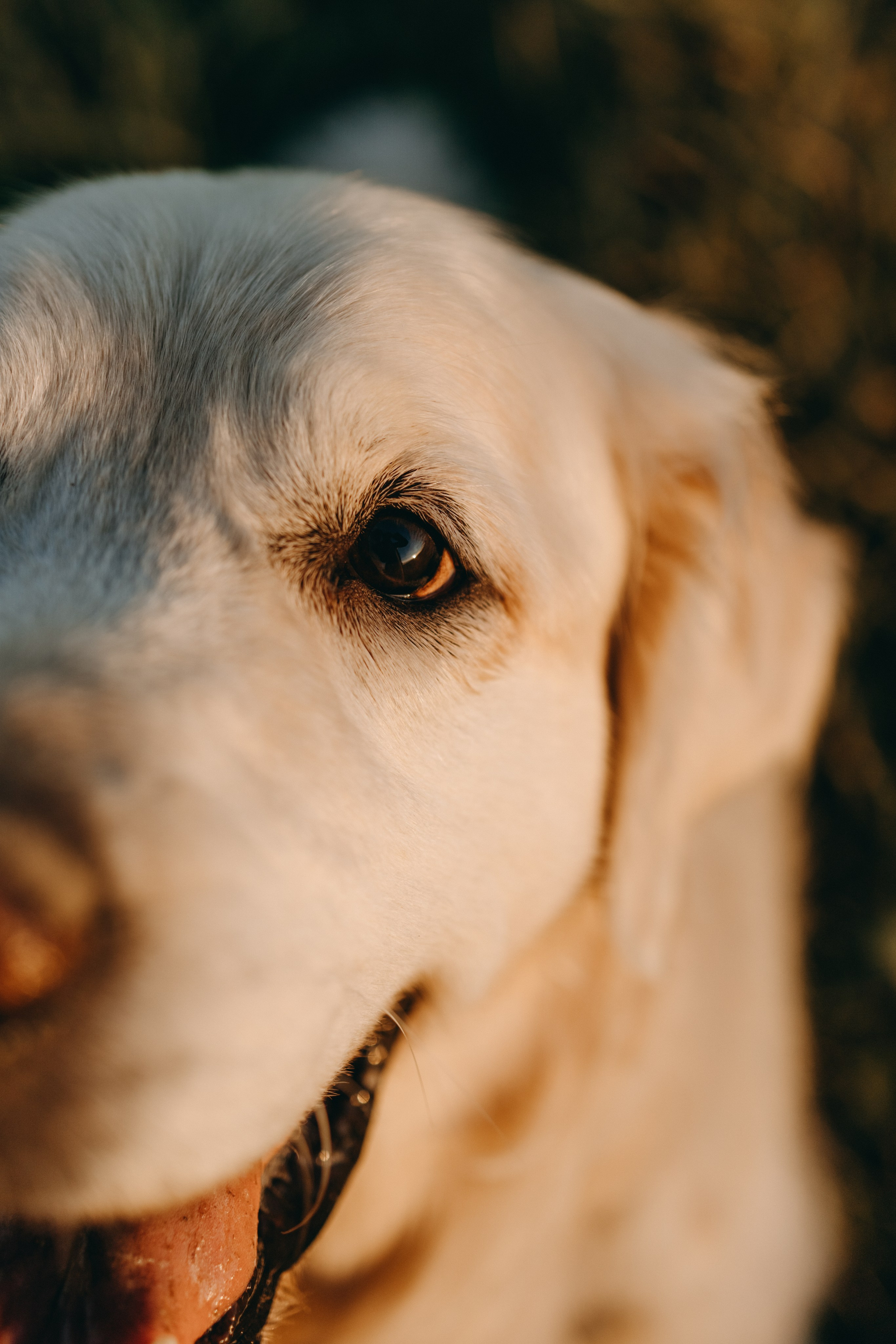 Лера и Скай. Фотограф — Анималист | Санкт-Петербург