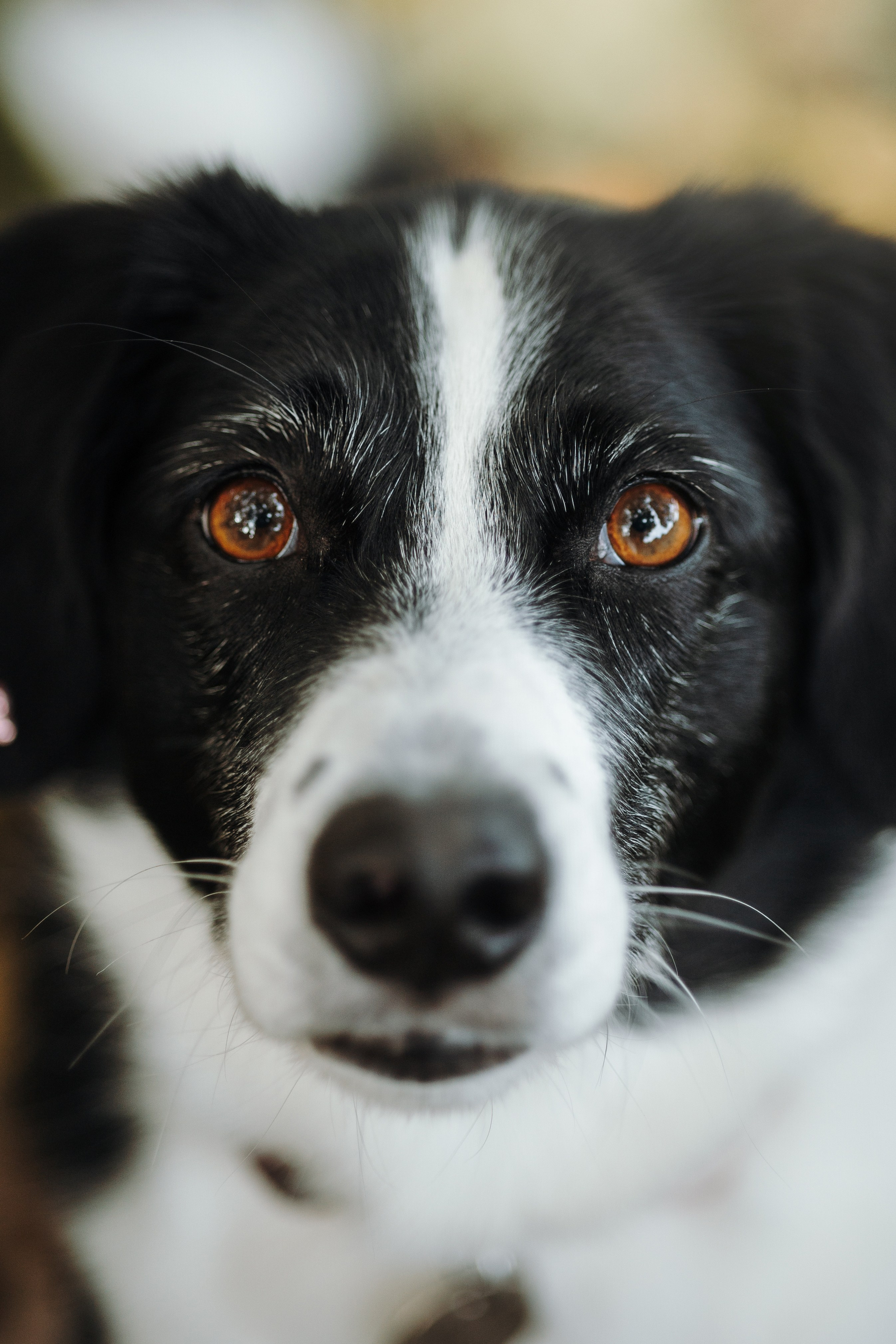 Мишель и ее семья. Фотограф — Анималист | Санкт-Петербург