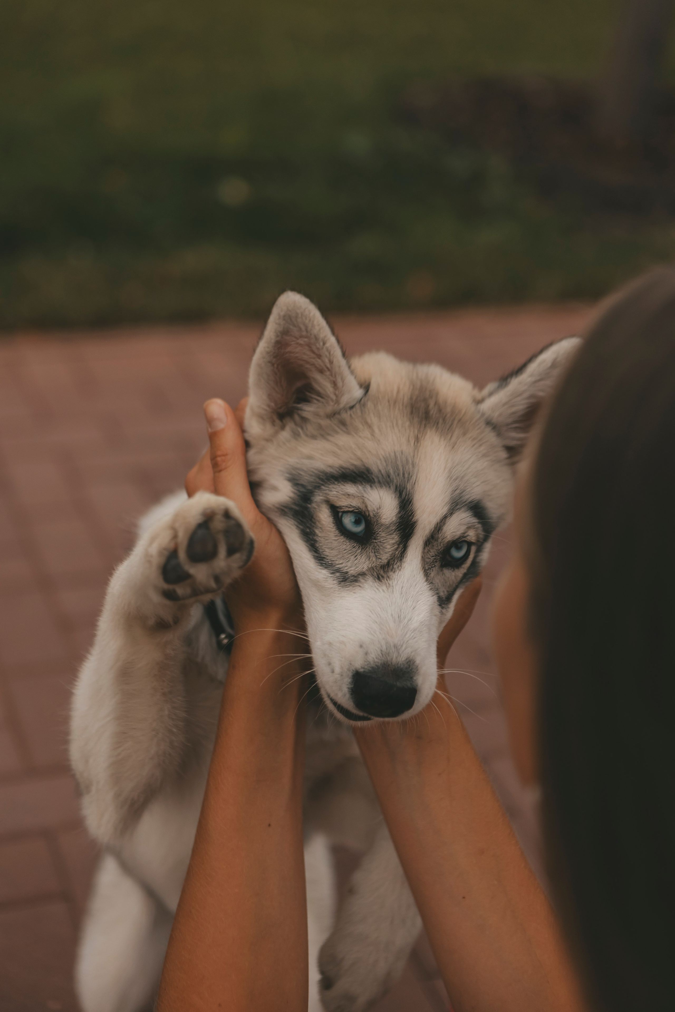Милана и Белка. Фотограф-анималист в Санкт-Петербурге Алина Яхонт