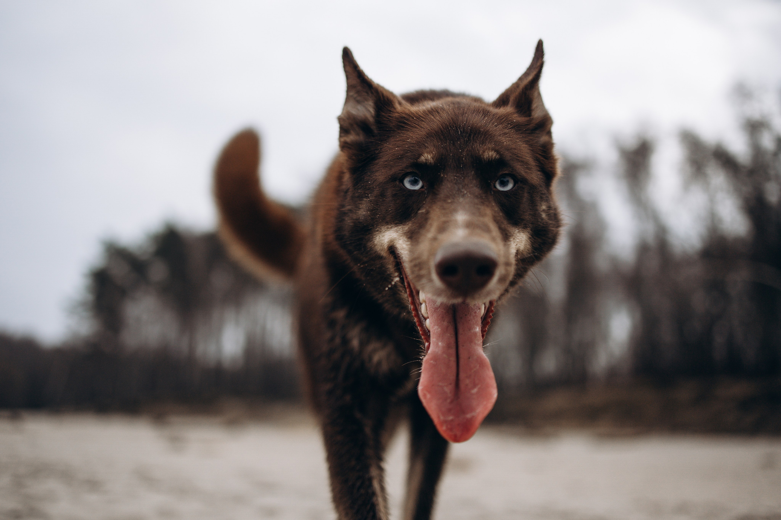 Юля и Максик. Фотограф — Анималист | Санкт-Петербург