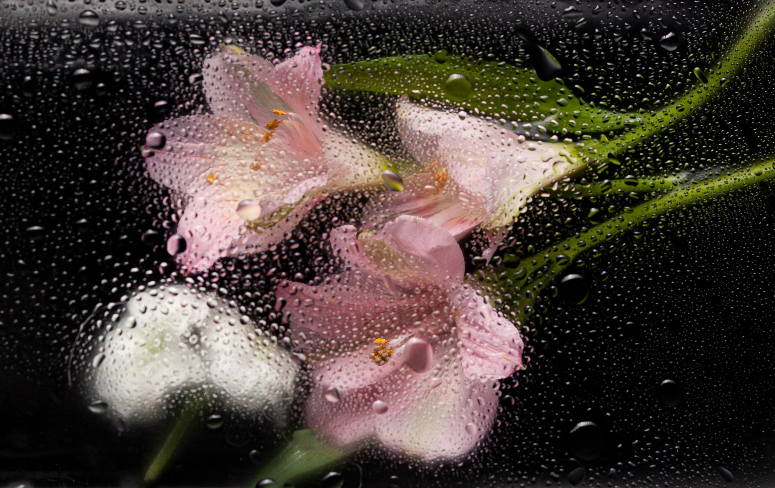 БЛОГ. Елена Комова Фотограф Новосибирск