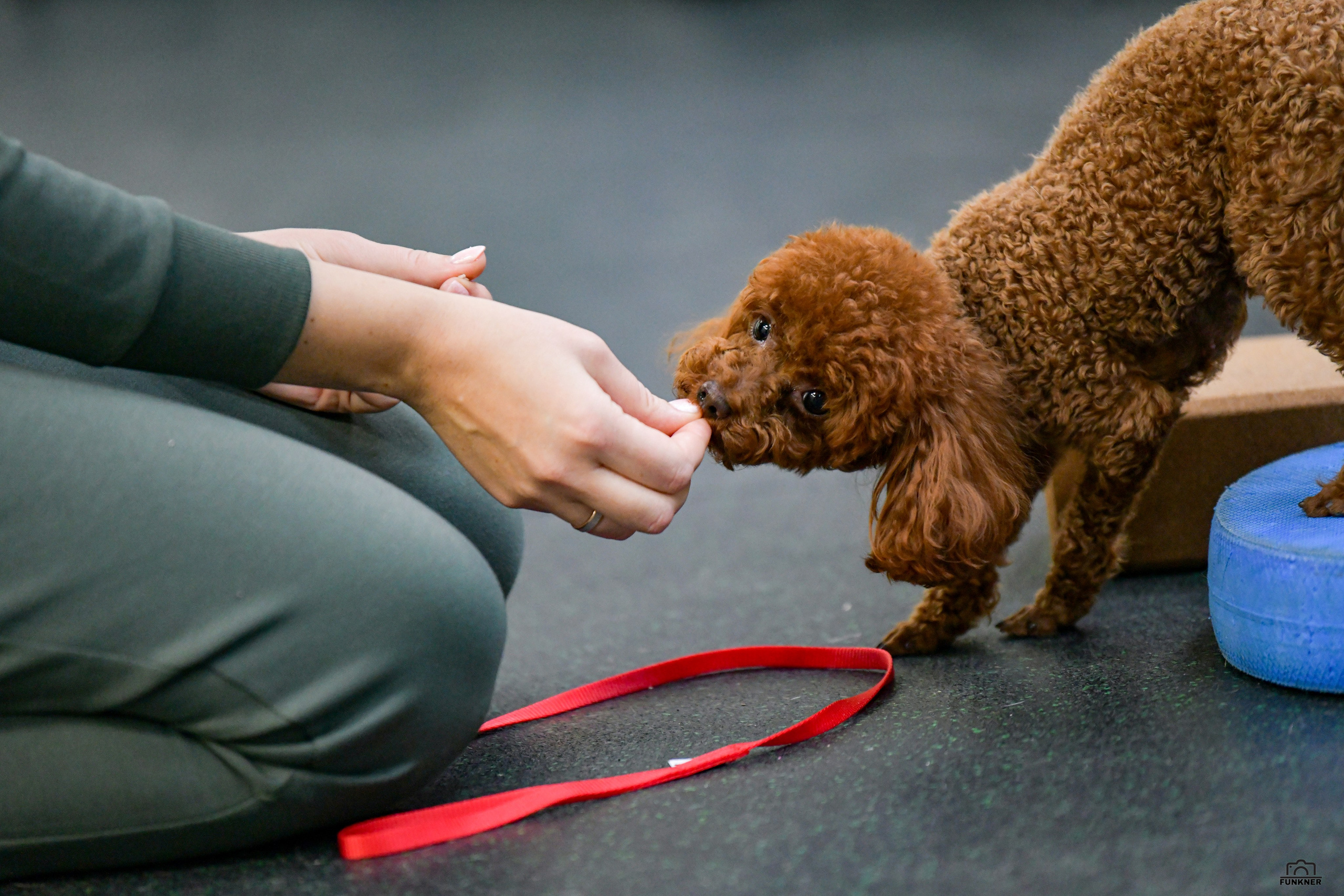 Кинологический клуб «Бодрый хвост». Свой взгляд через объектив
