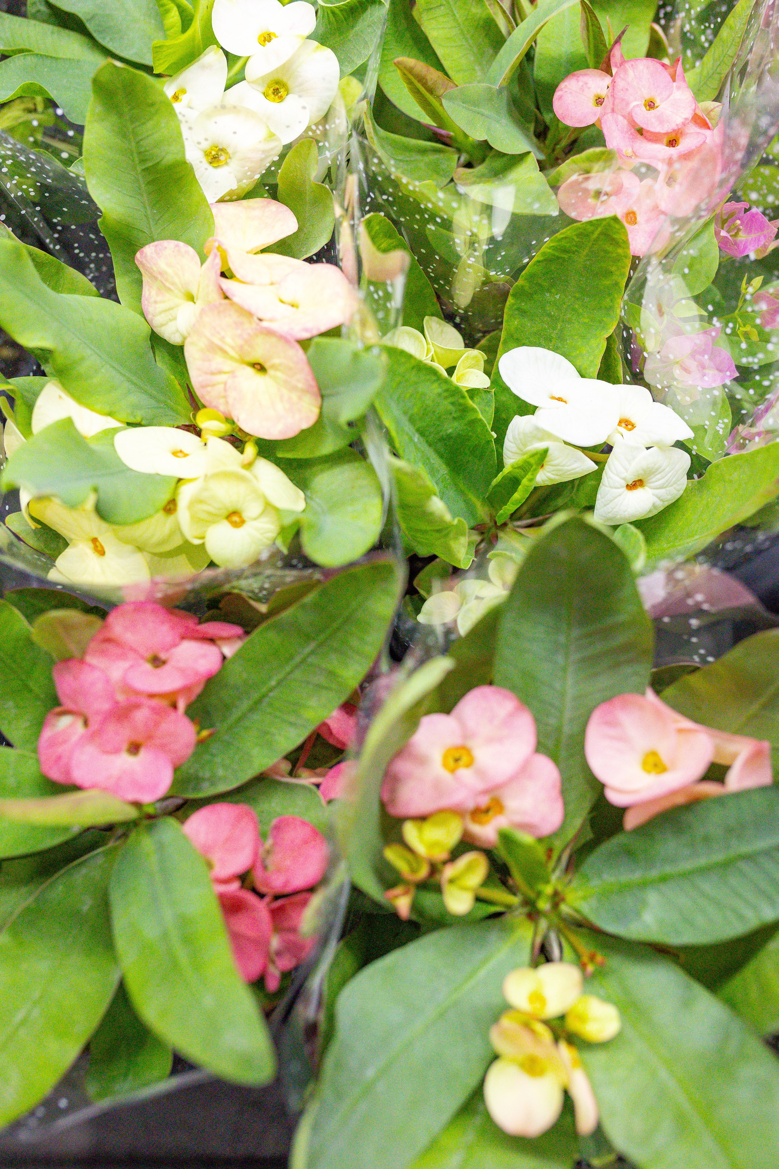 Орхидиум сентябрь 2025. Александра Куликова фотограф, Москва