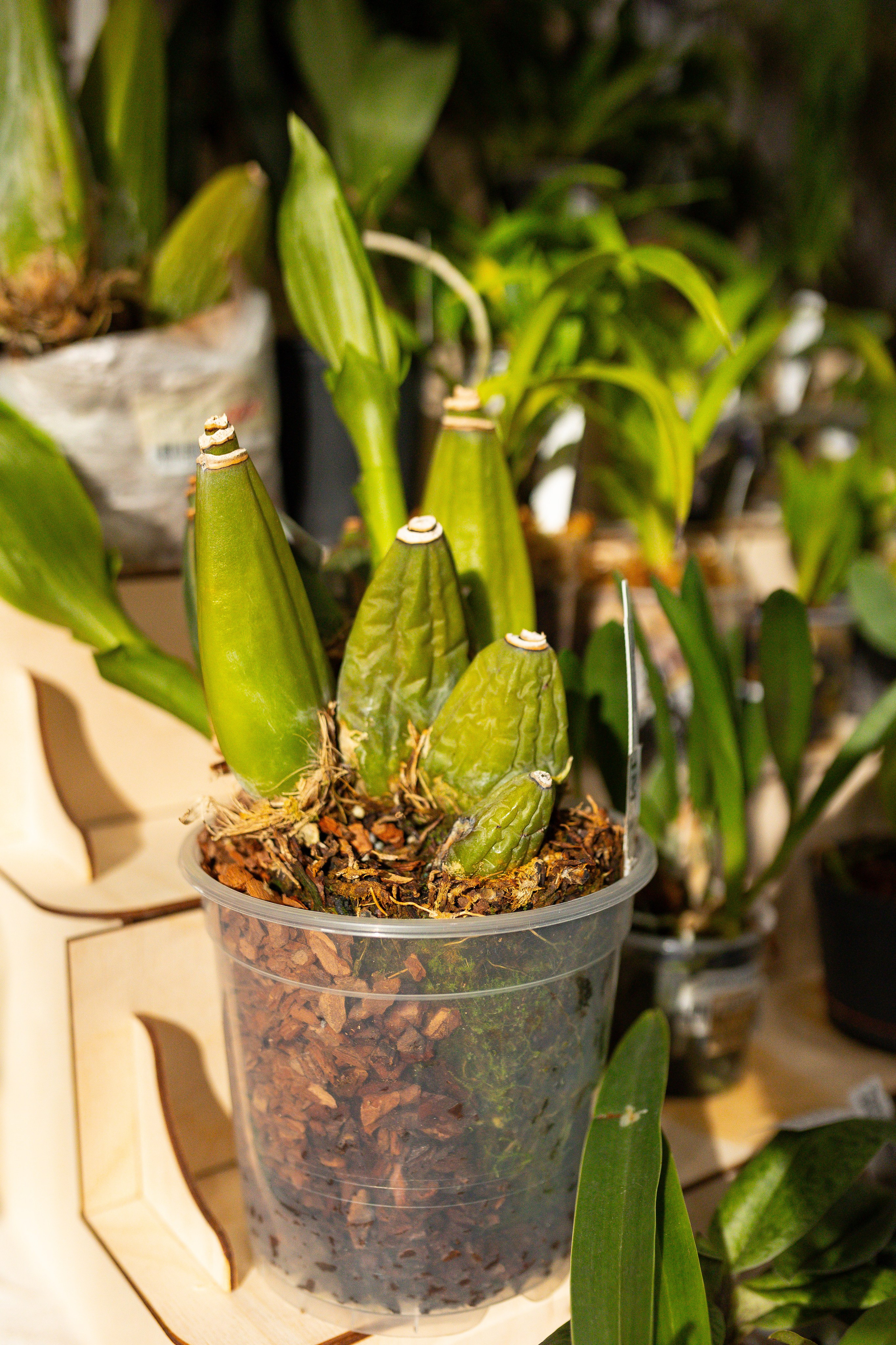 Орхидиум сентябрь 2025. Александра Куликова фотограф, Москва