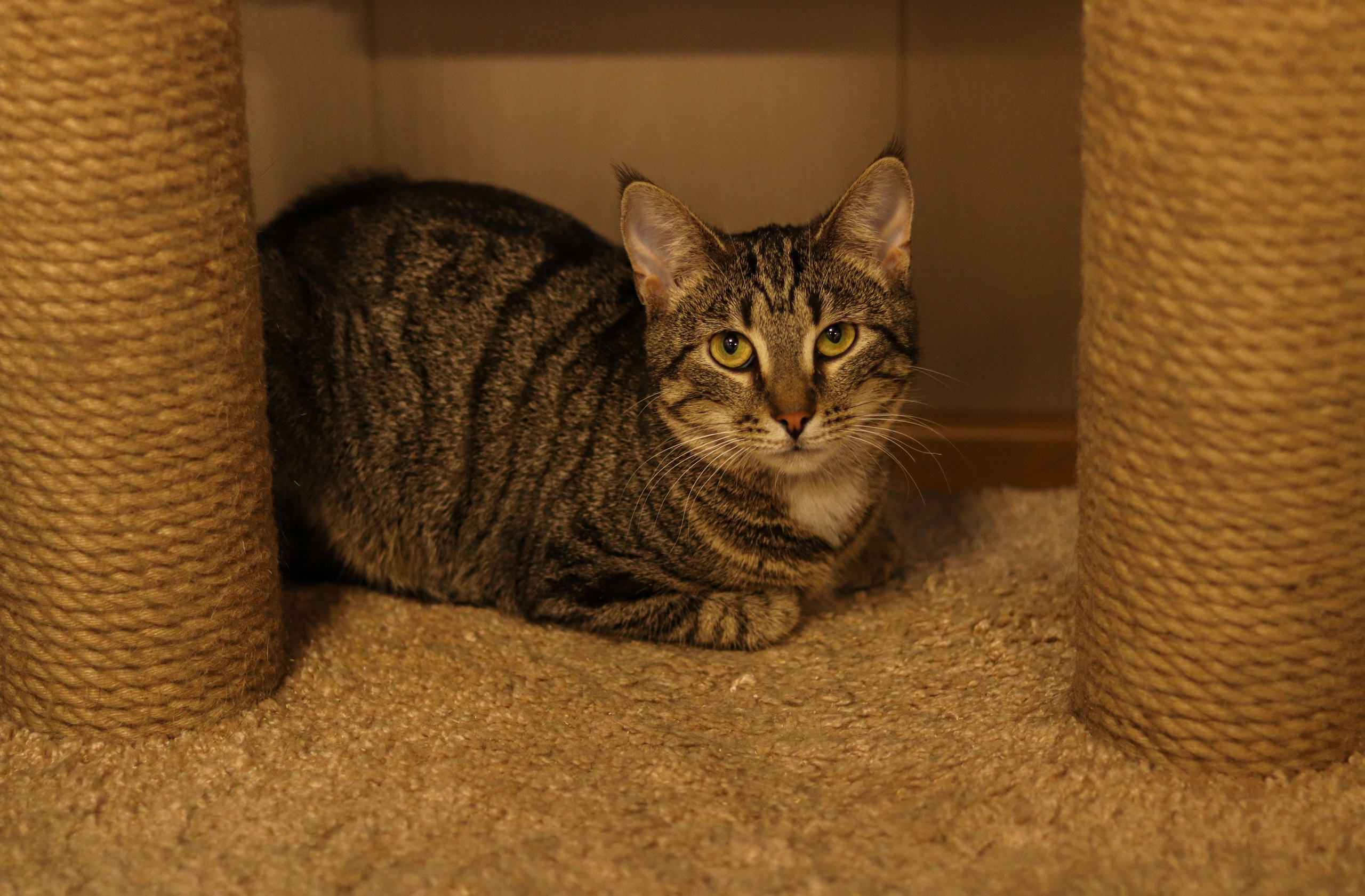 Петербургский дом кота (27 июня 2024). Ивентный фотограф в Санкт-Петербурге Олег Комков