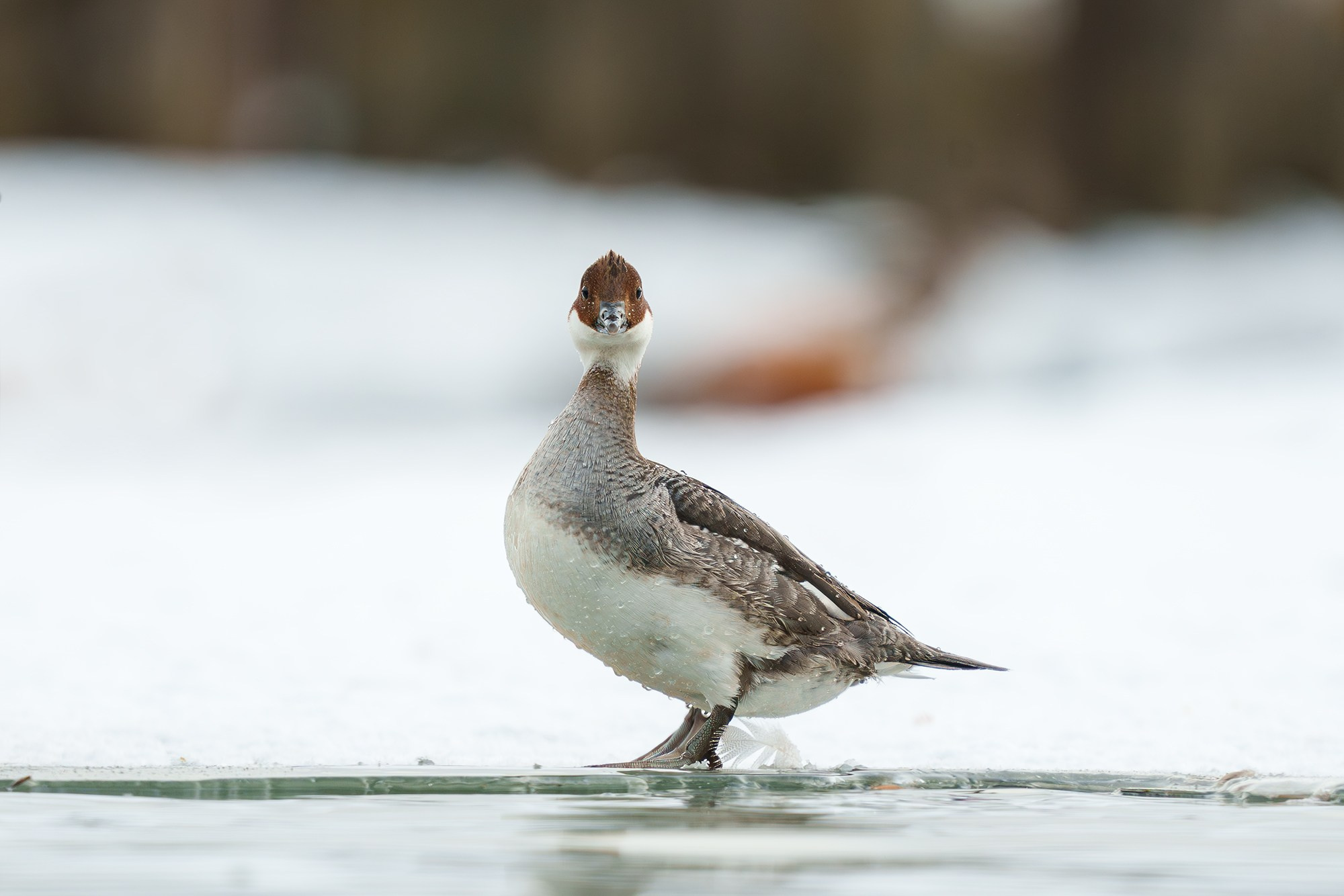 Удивительные мир птиц. Вокруг нас столько прекрасного — присмотритесь!. Ваш личный фотограф Марина Волкова