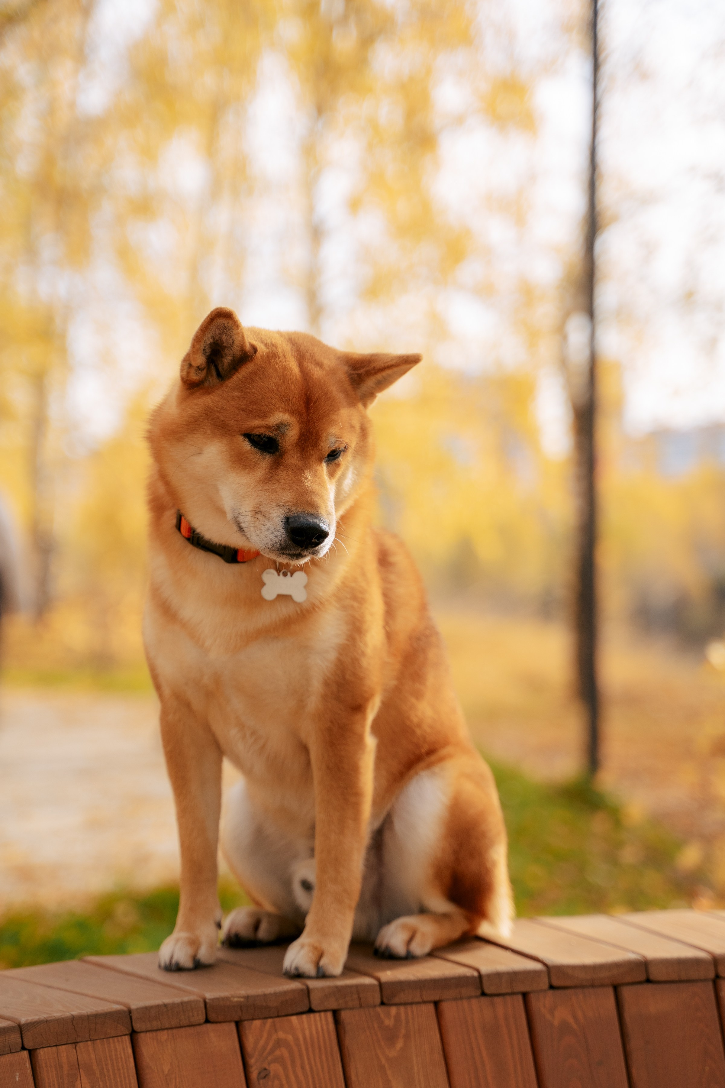 С любимчиком. Фотограф в Казани Алсу Багабиева