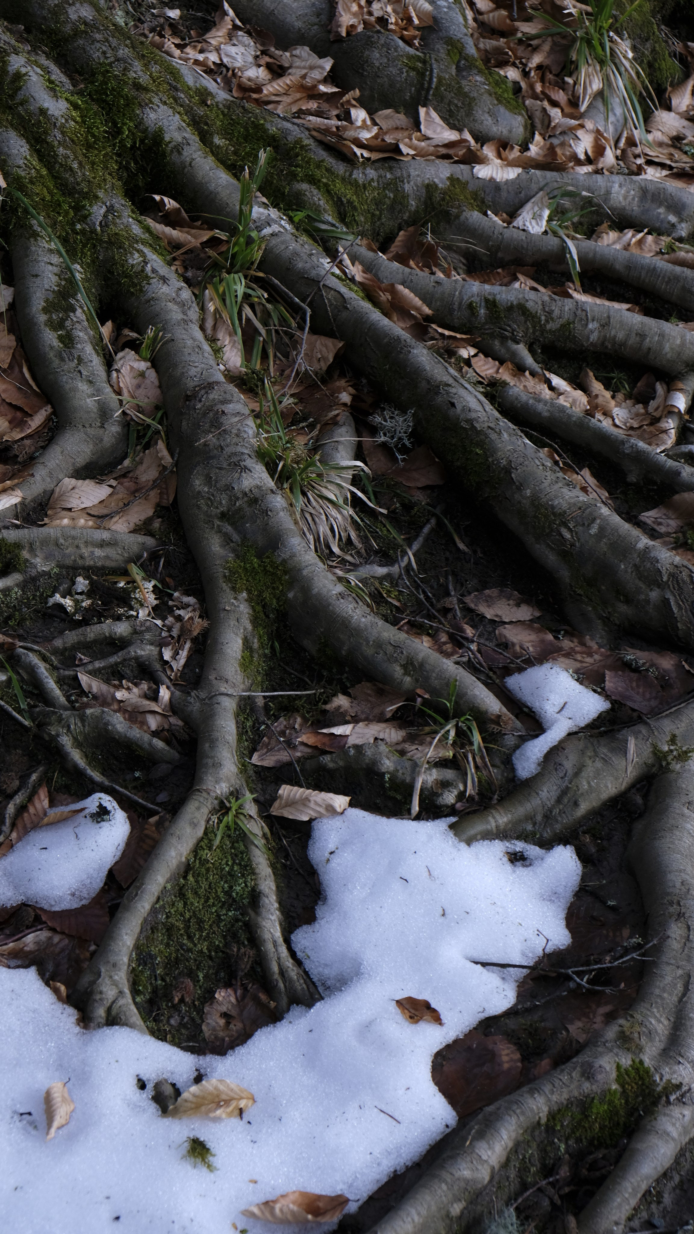 Сталинская дача на Рице зимой. Главная