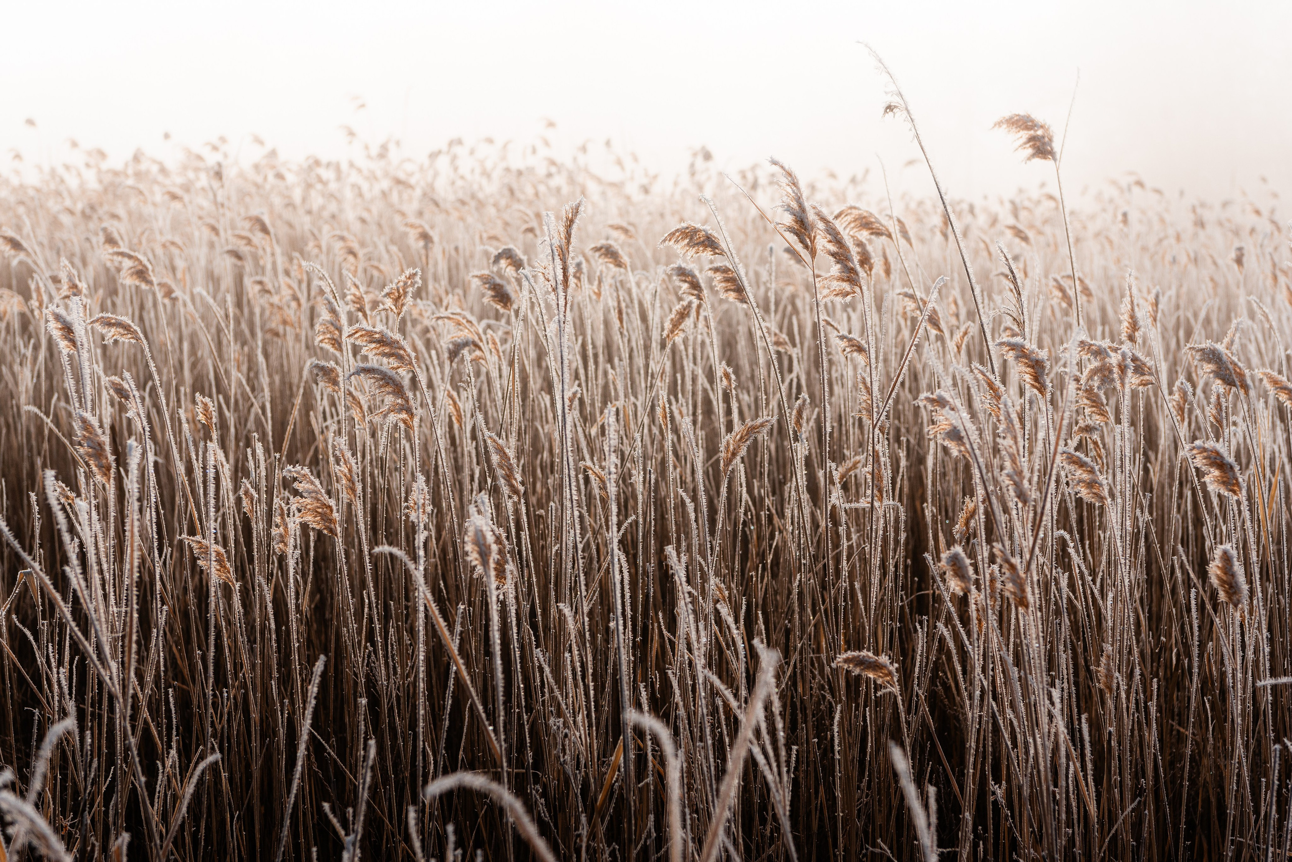 Фотографии утреннего тумана под Волжским. Фотограф в Волгограде и Волжском Александр Горбань