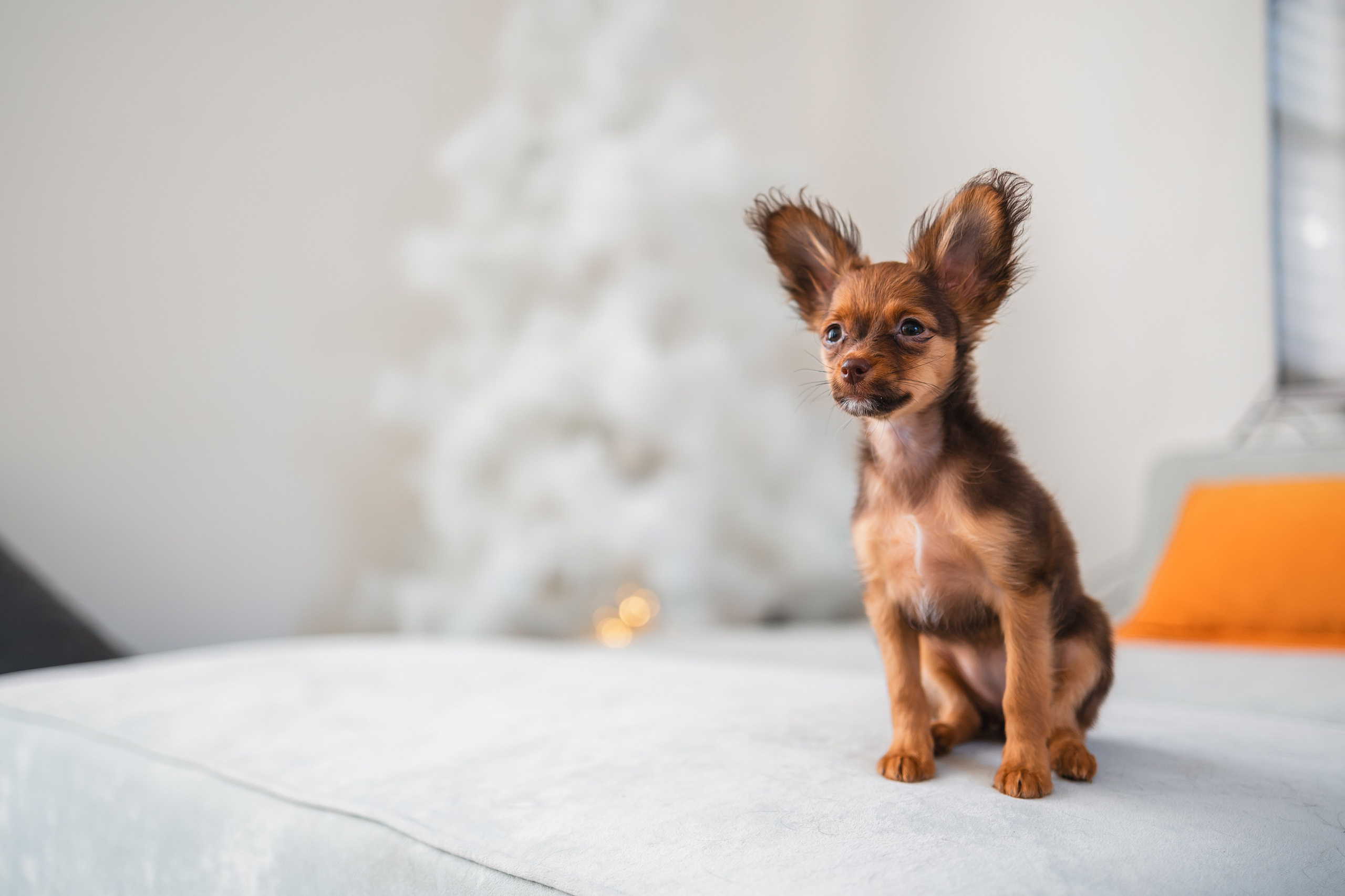 Малыши Той Терьер. Фотограф Анималист в Москве Анастасия Жучкова