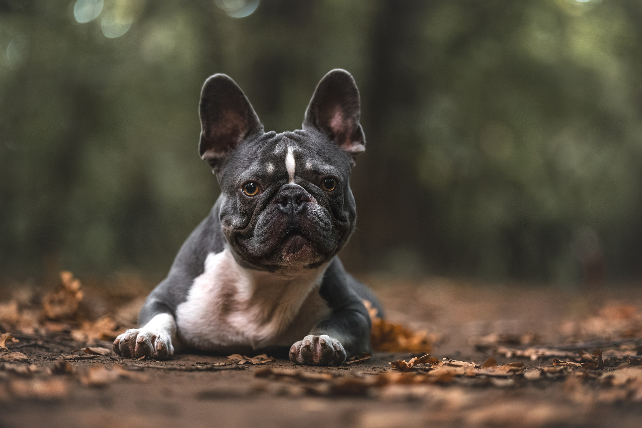 Французский Бульдог в Воронцовском парке (в обработке). Фотограф Анималист в Москве Анастасия Жучкова