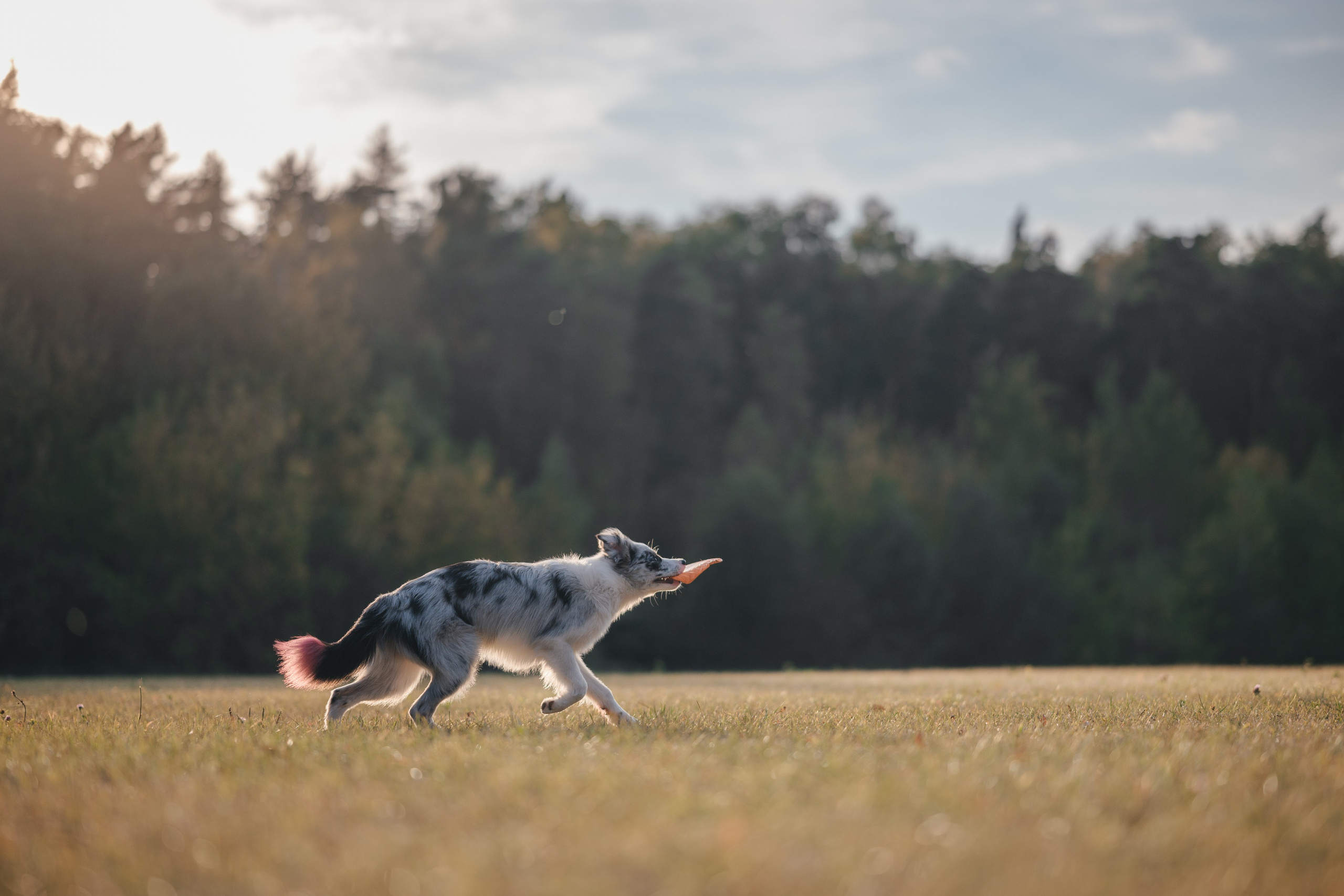 Бордерколли и фрисби. Фотограф Анималист в Москве Анастасия Жучкова
