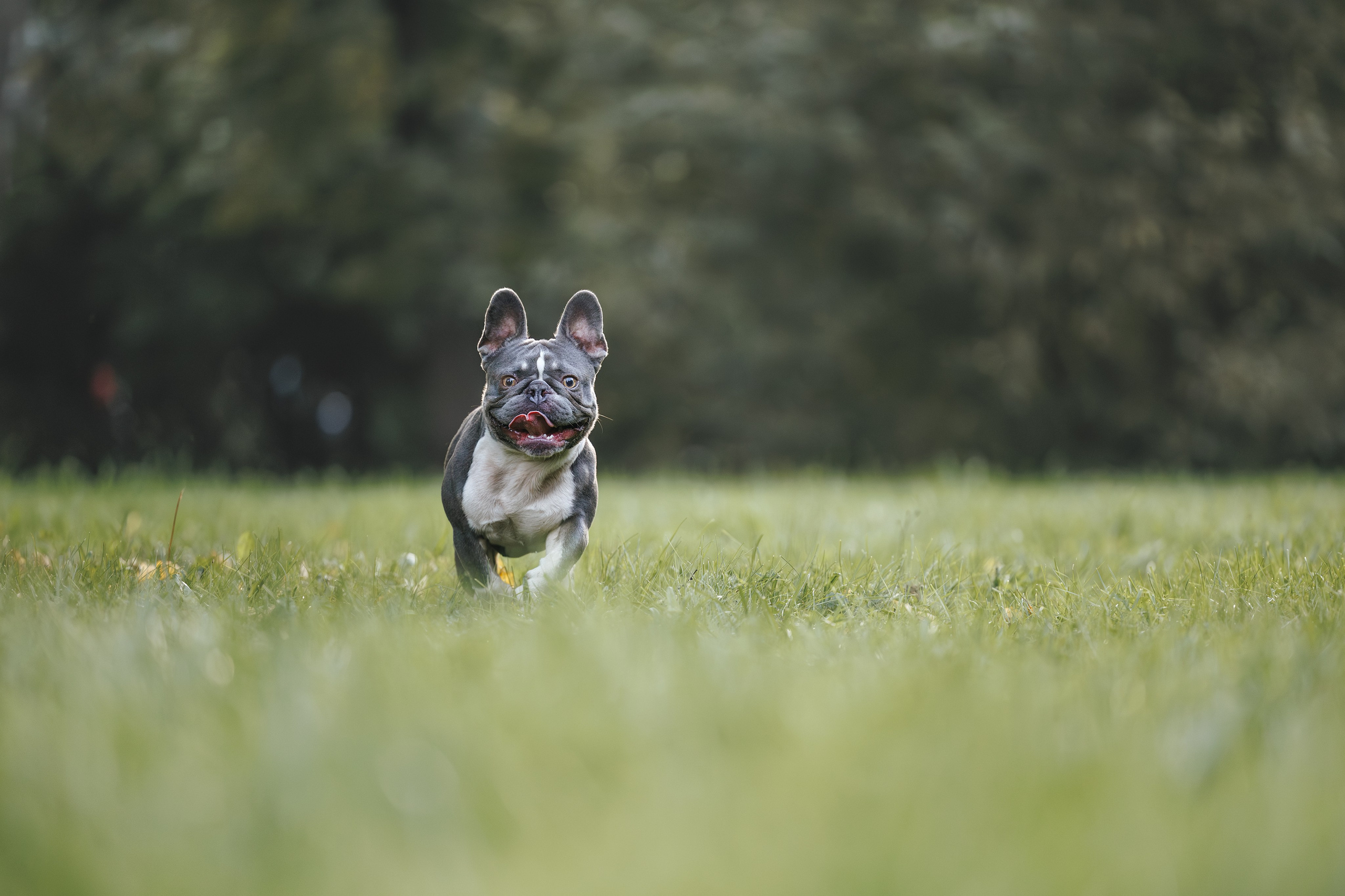 Французский Бульдог в Воронцовском парке (в обработке). Фотограф Анималист в Москве Анастасия Жучкова