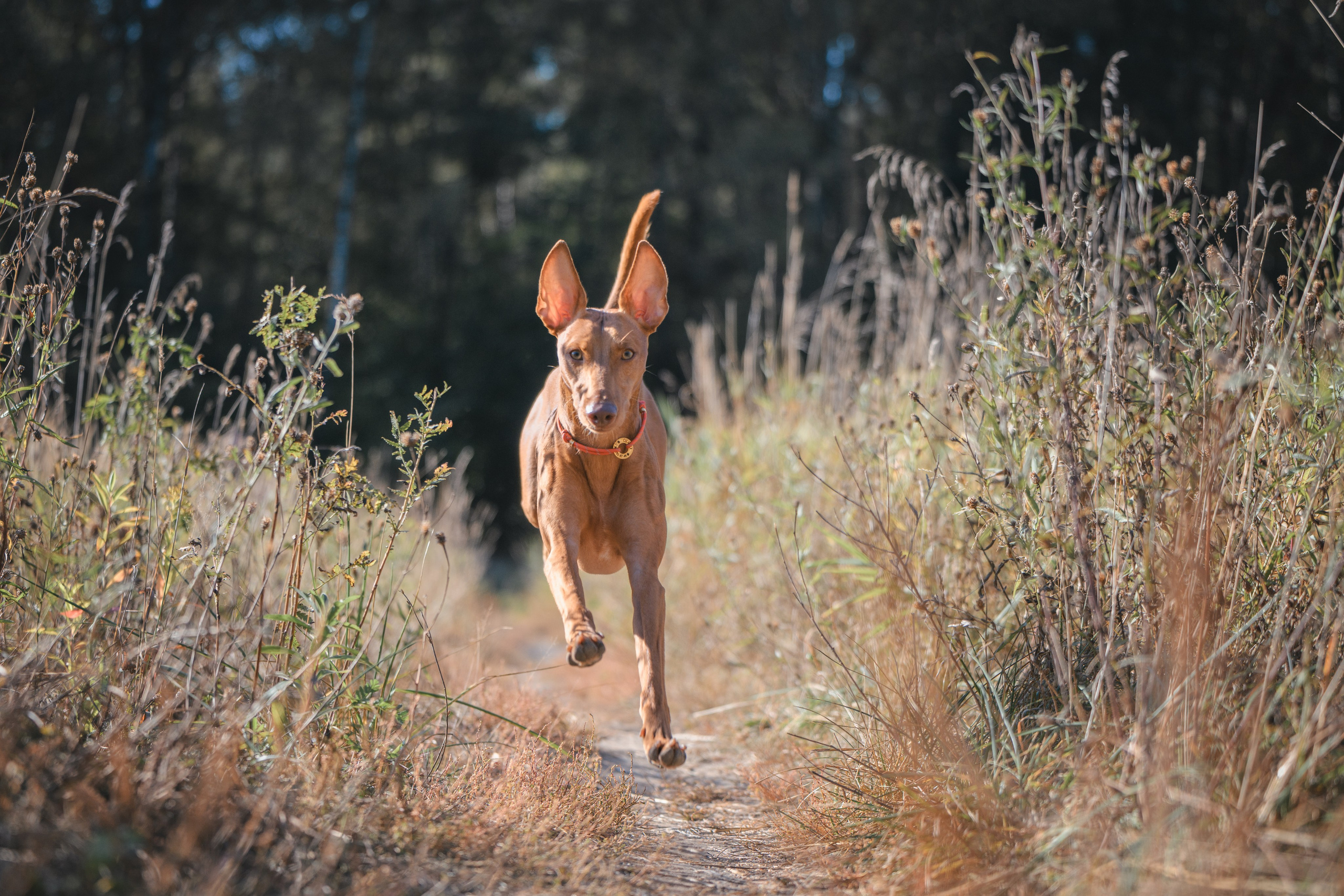 Чирнеко. Лесная прогулка. Фотограф Анималист в Москве Анастасия Жучкова