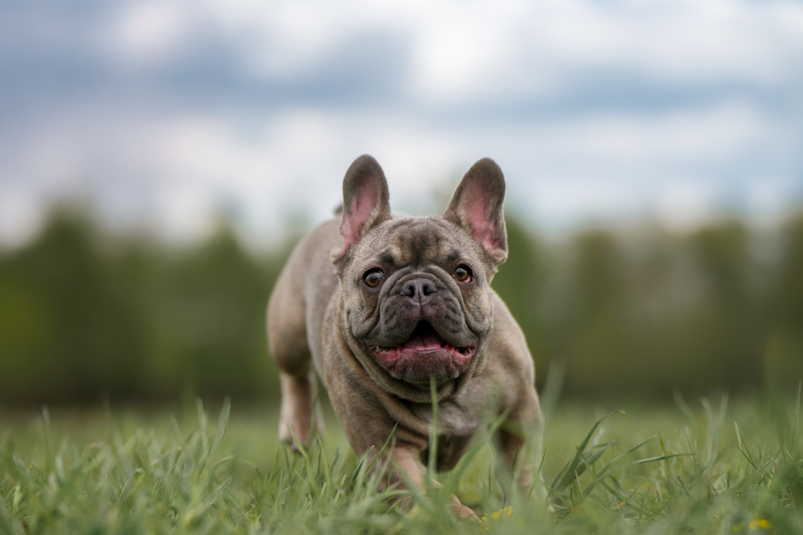 Щенок Французского бульдога. Фотограф Анималист в Москве Анастасия Жучкова