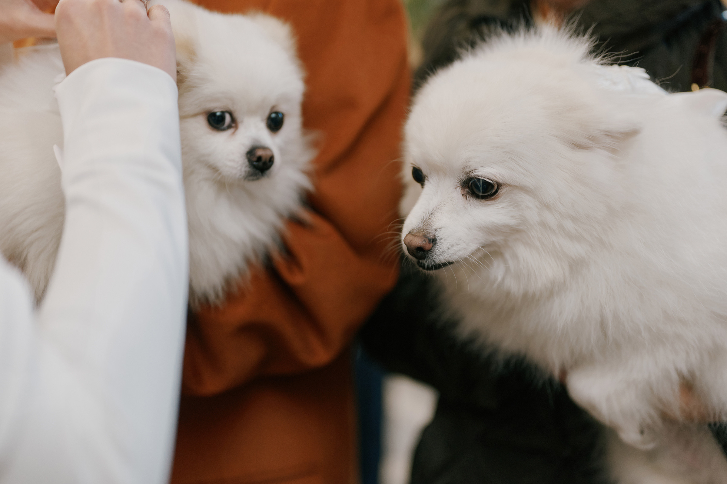 Свадебный фотограф Ростов-на-Дону Краснодар Москва Петербург. Свадебный фотограф в Ростовe-на-Дону Анастасия Прутова