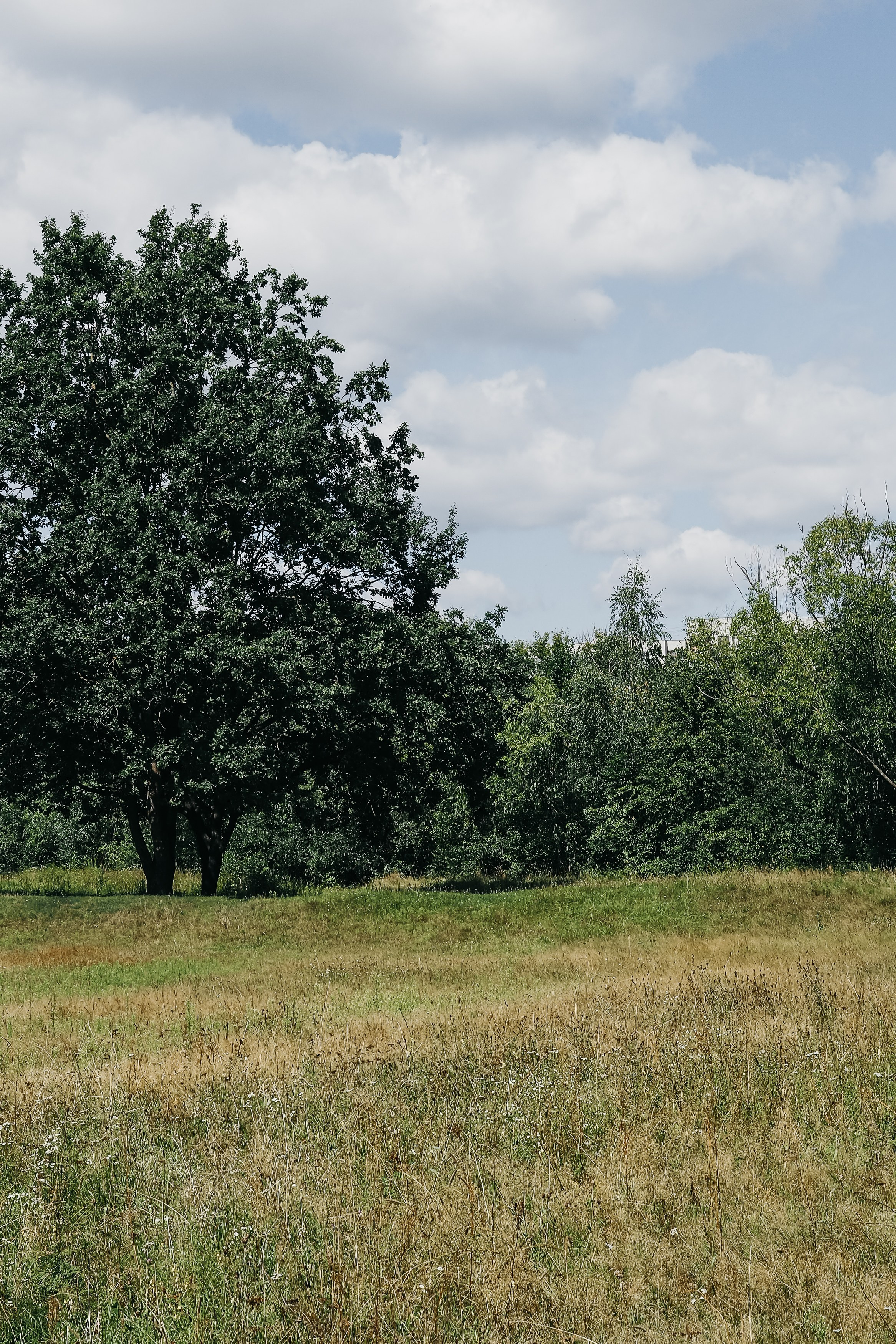 Роща на Мининской улице. Фотограф Павлова Светлана / Брянск /