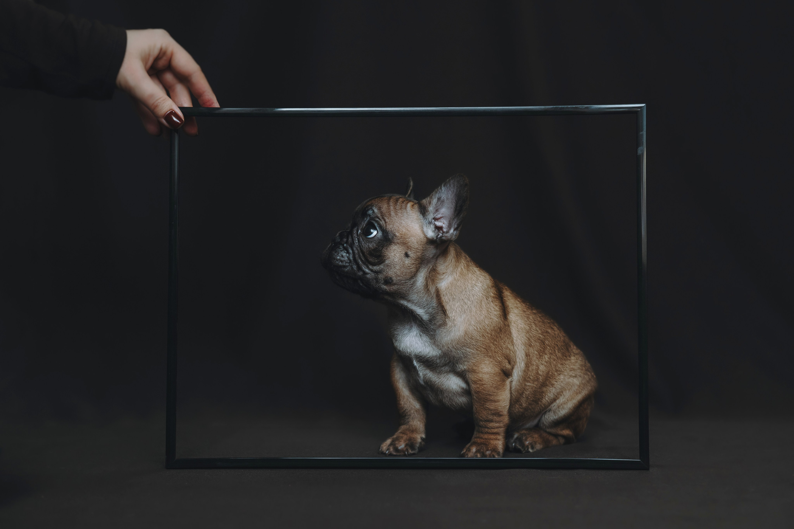 Щеночки. Фотограф — анималист Владивосток, Алина