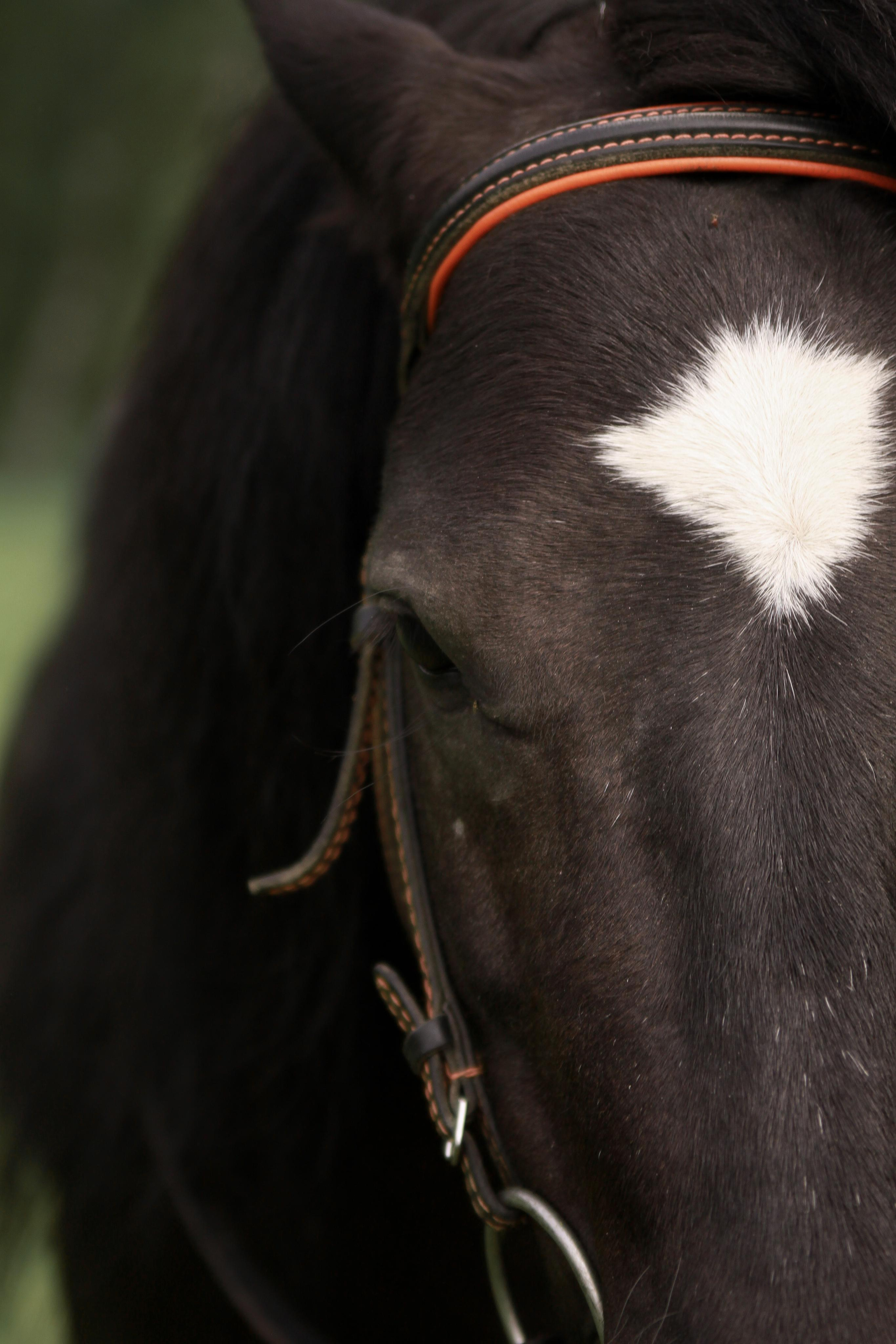 Sophie & Med. Фотограф Ирина Воробьева