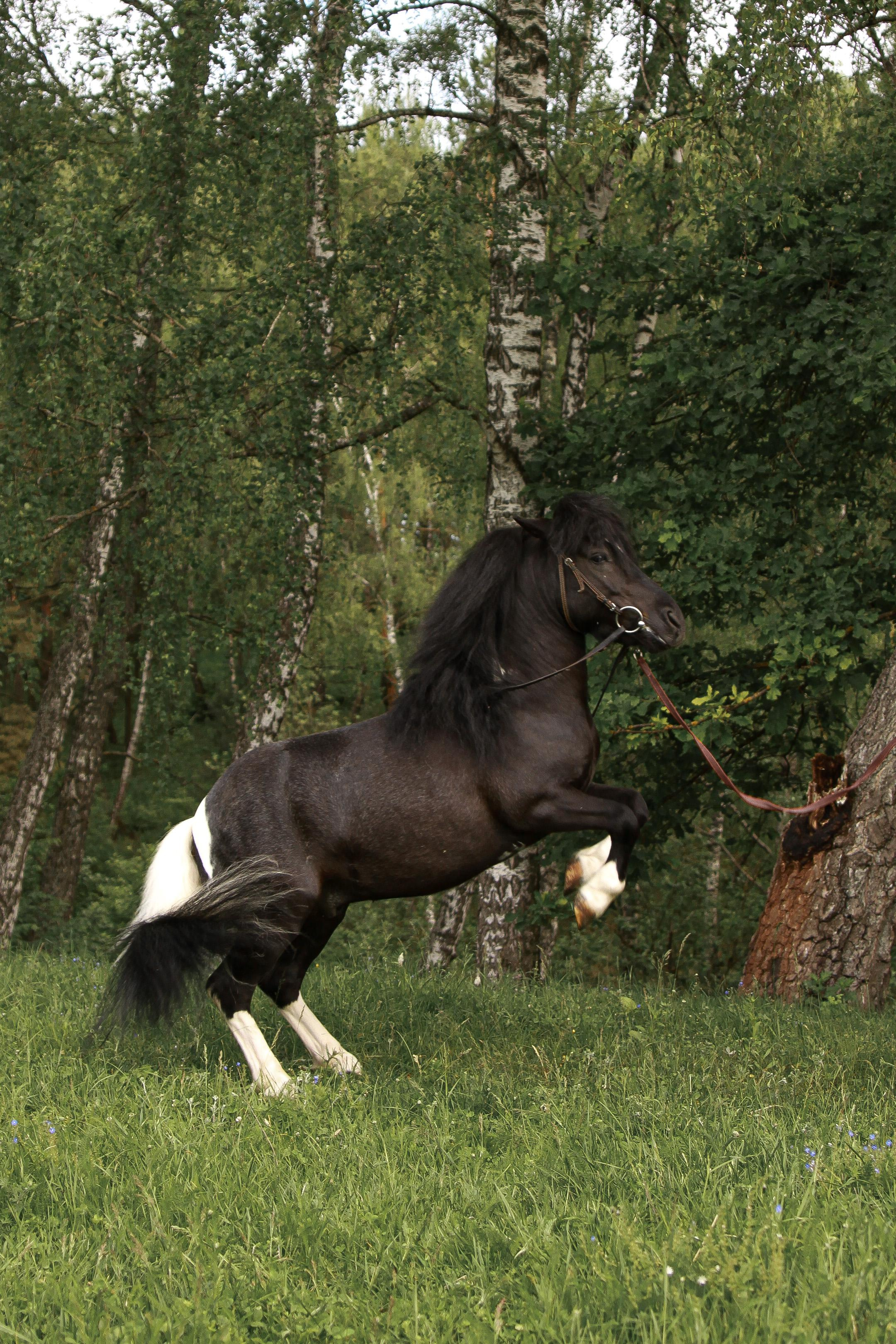 Sophie & Med. Фотограф Ирина Воробьева