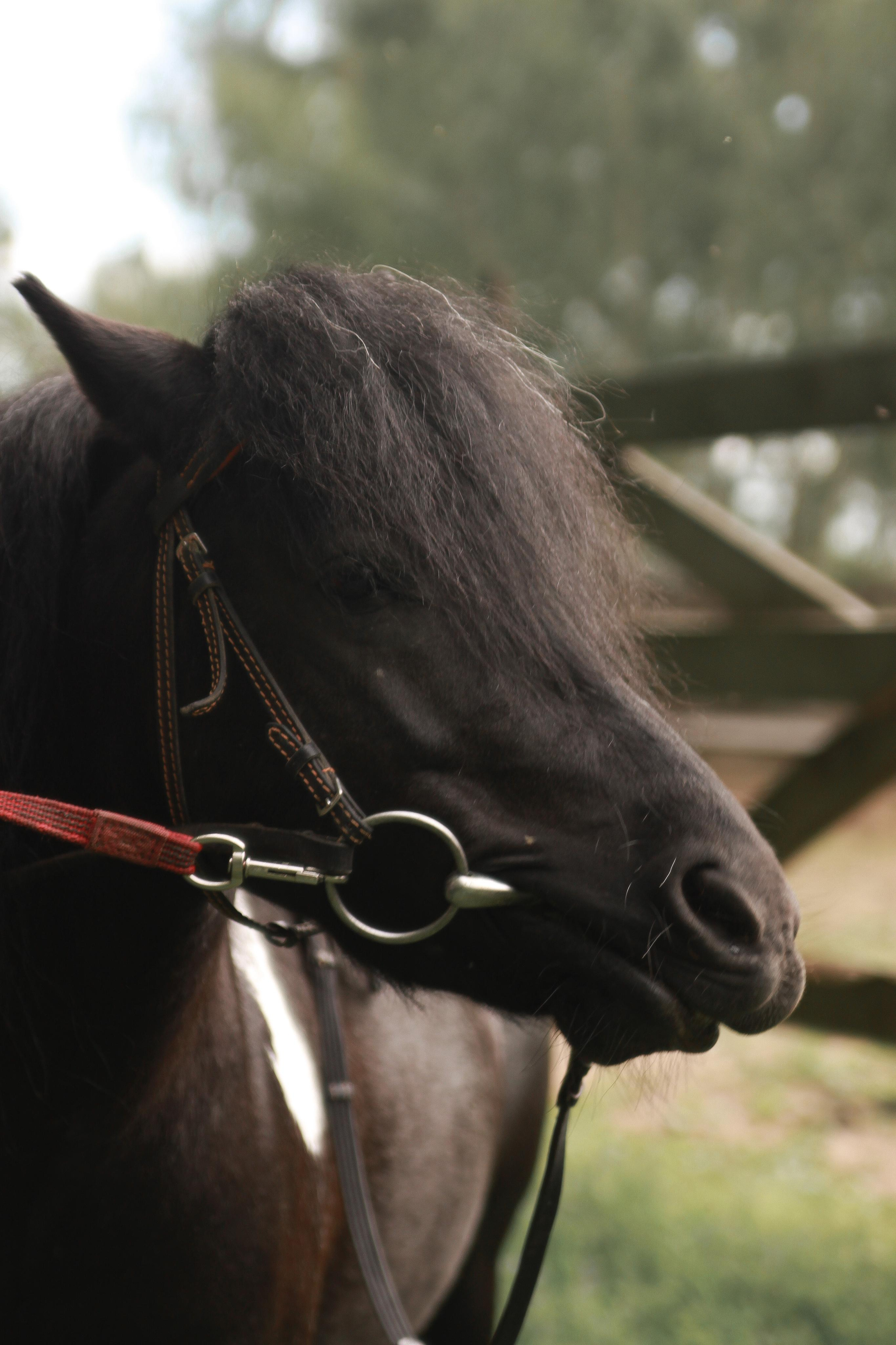 Sophie & Med. Фотограф Ирина Воробьева