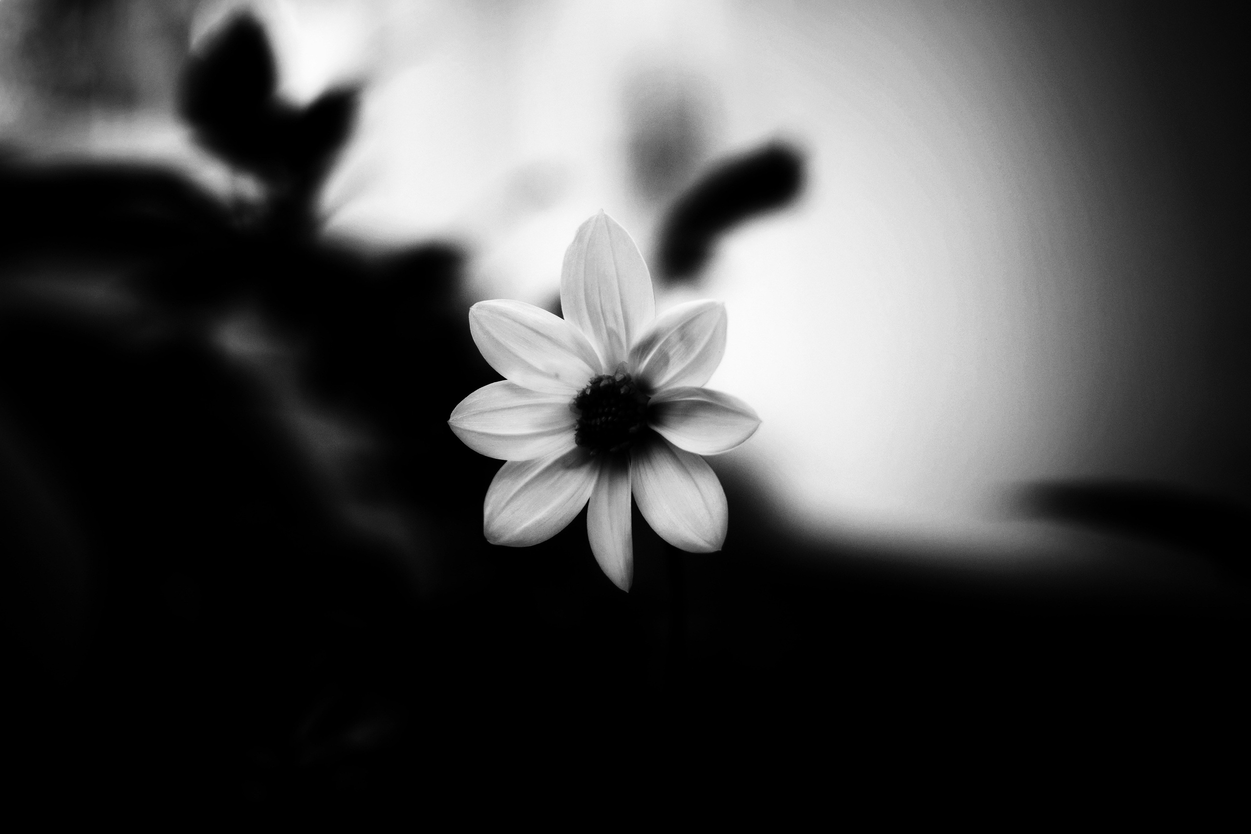 Ботаника. Фотограф • Елена Миронова