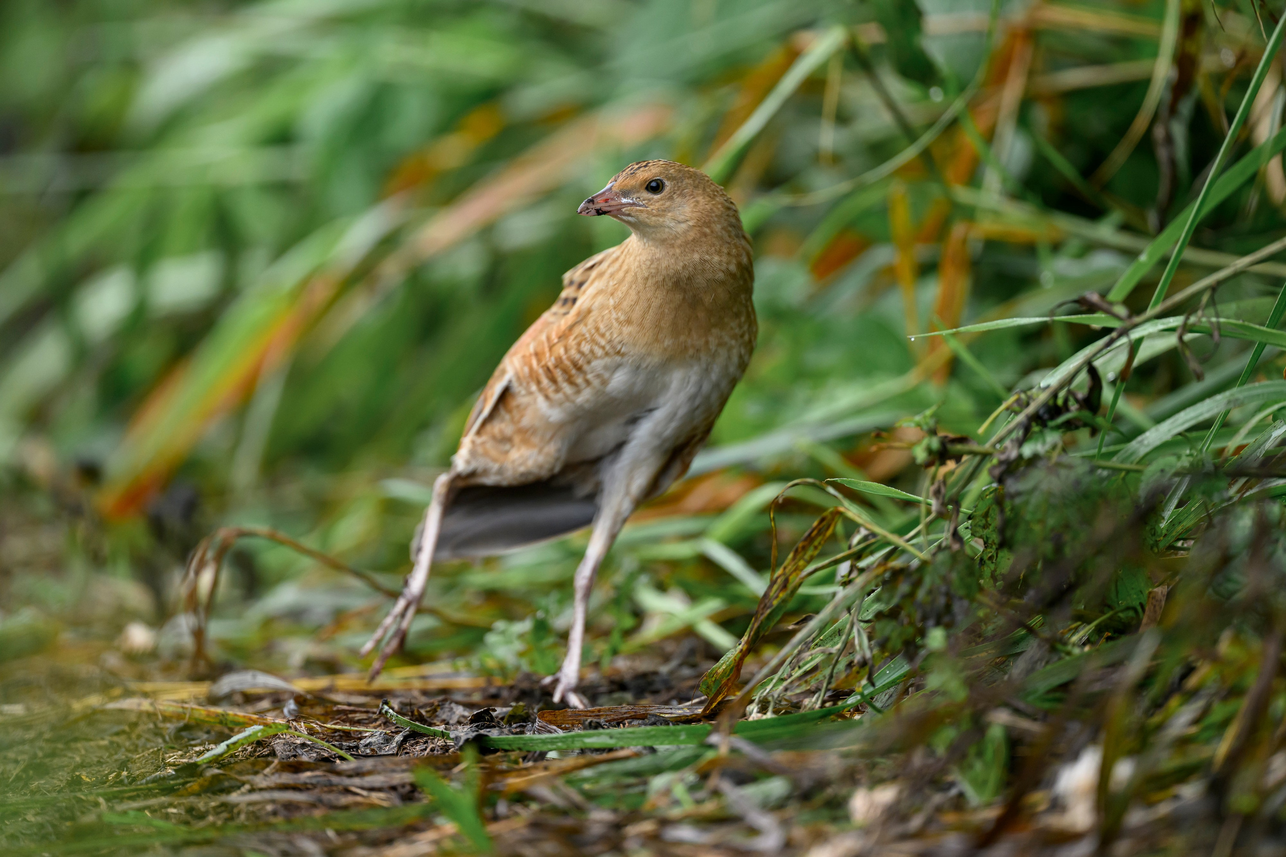 Коростель, кукушка, каменка. Wildlife photography by Sergey Puponin