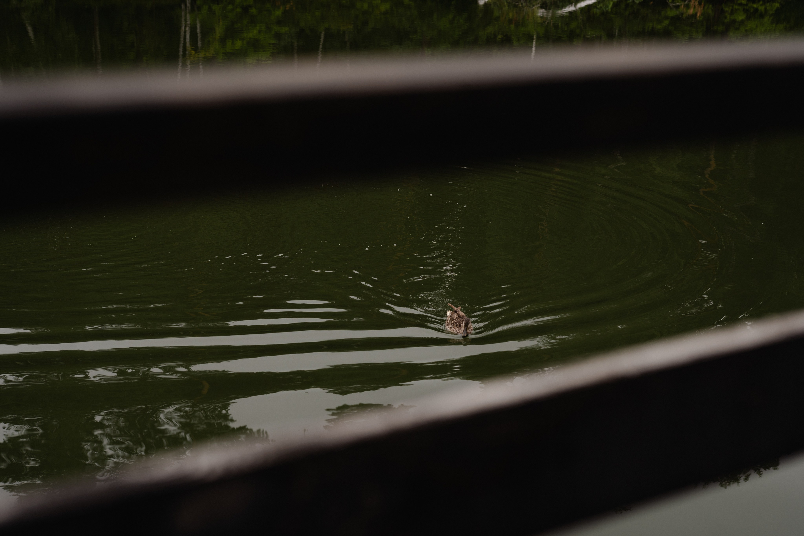 Оксана и Александр. Лисья Нора. Фотограф Аля Овчарова