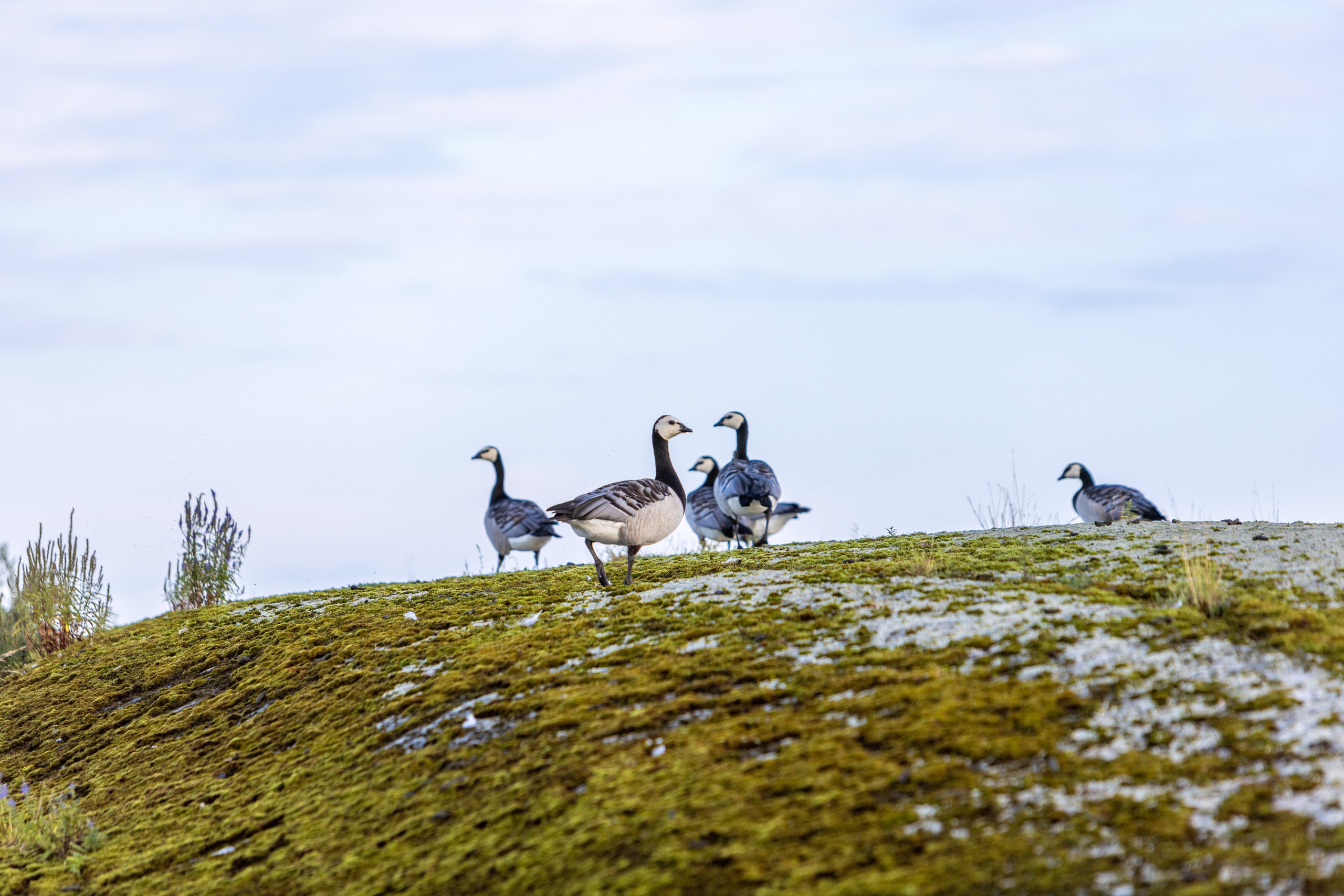 Ладога. Автомобильная фотография в Санкт-Петербурге