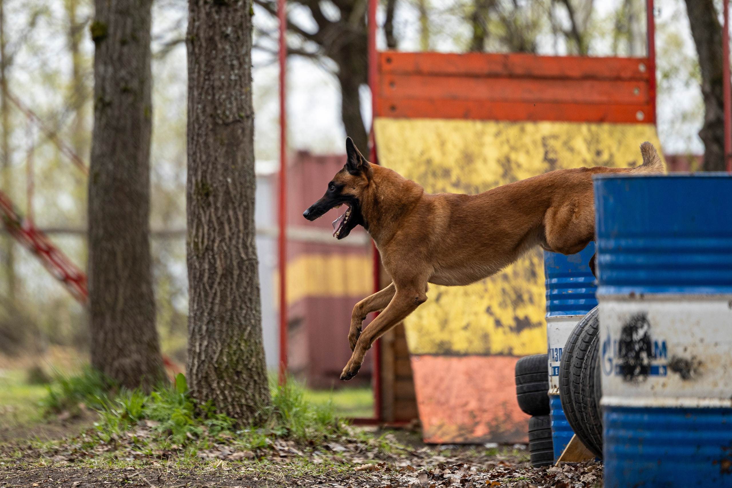 Квалификационные состязания по мондьорингу г. Вологда 11.05.24. Фотограф-анималист Анна Маринич