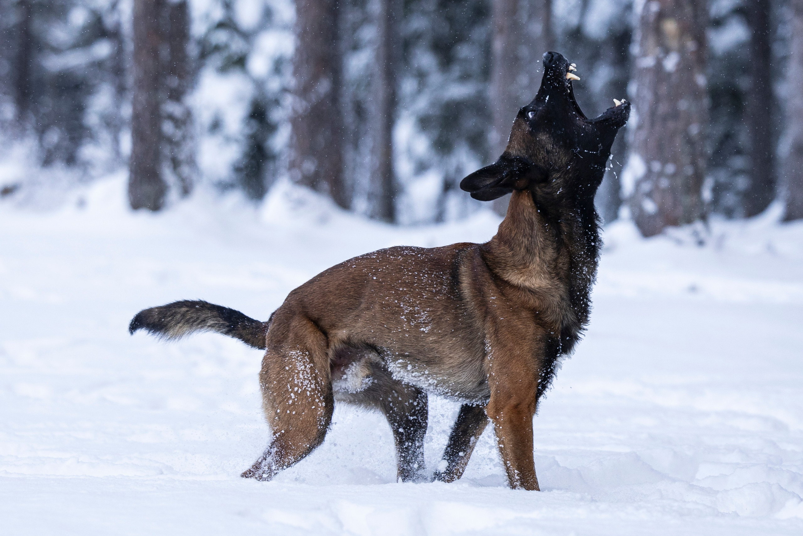Раш. Фотограф-анималист Анна Маринич
