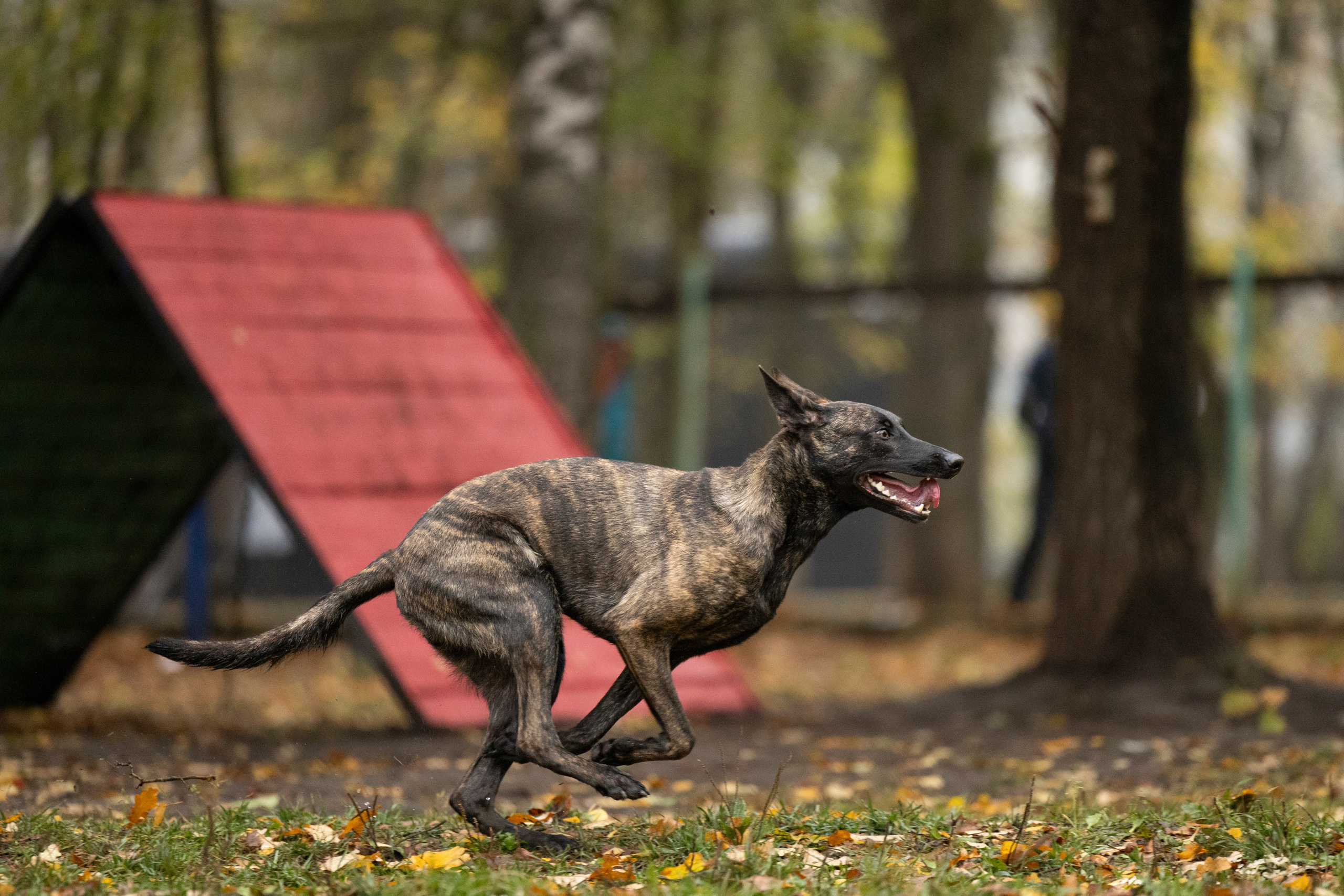 Соревнования по Мондьорингу г. Вологда. Фотограф-анималист Анна Маринич