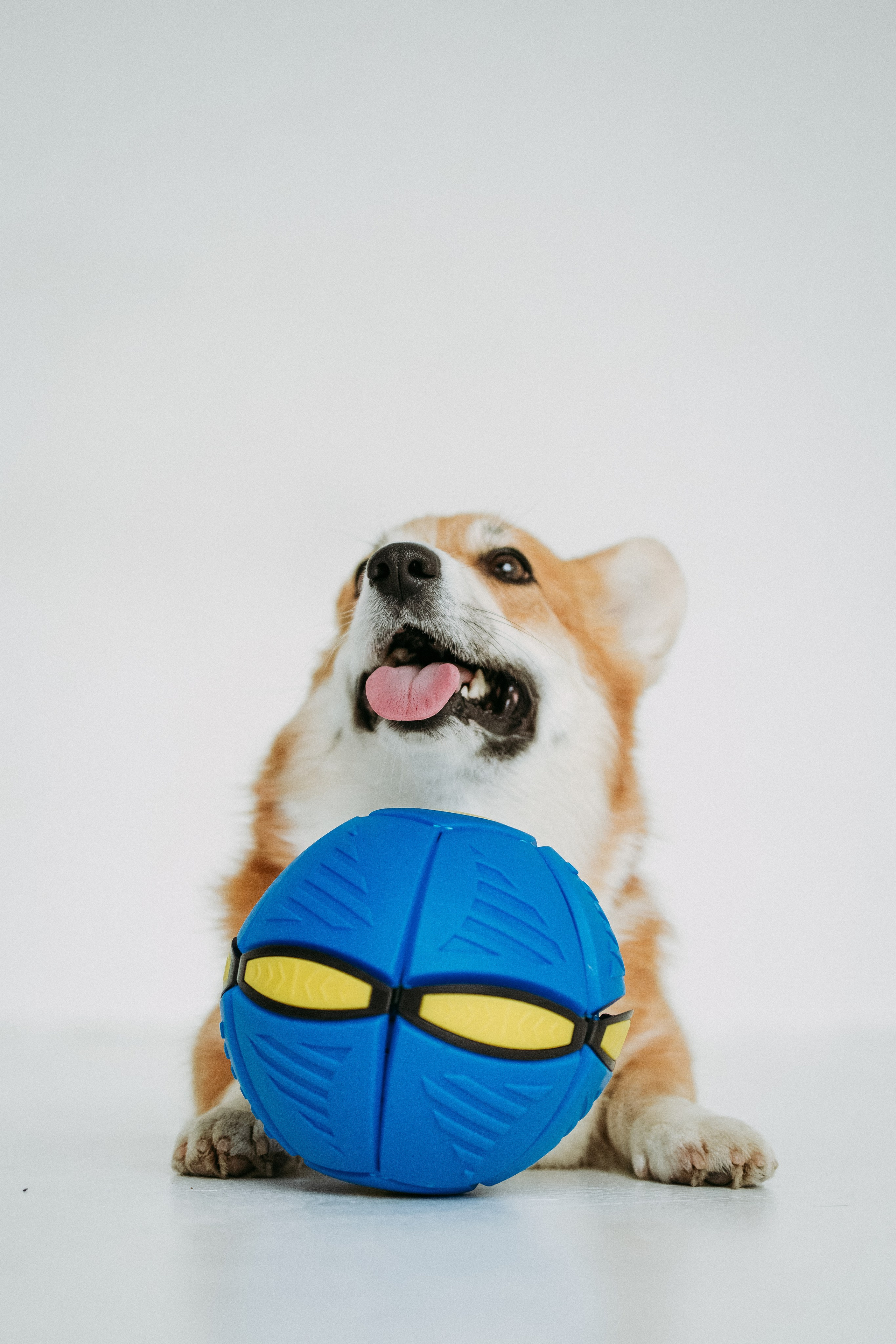 Мячи-попрыгуны. Фотораф — анималист Мария Шистка